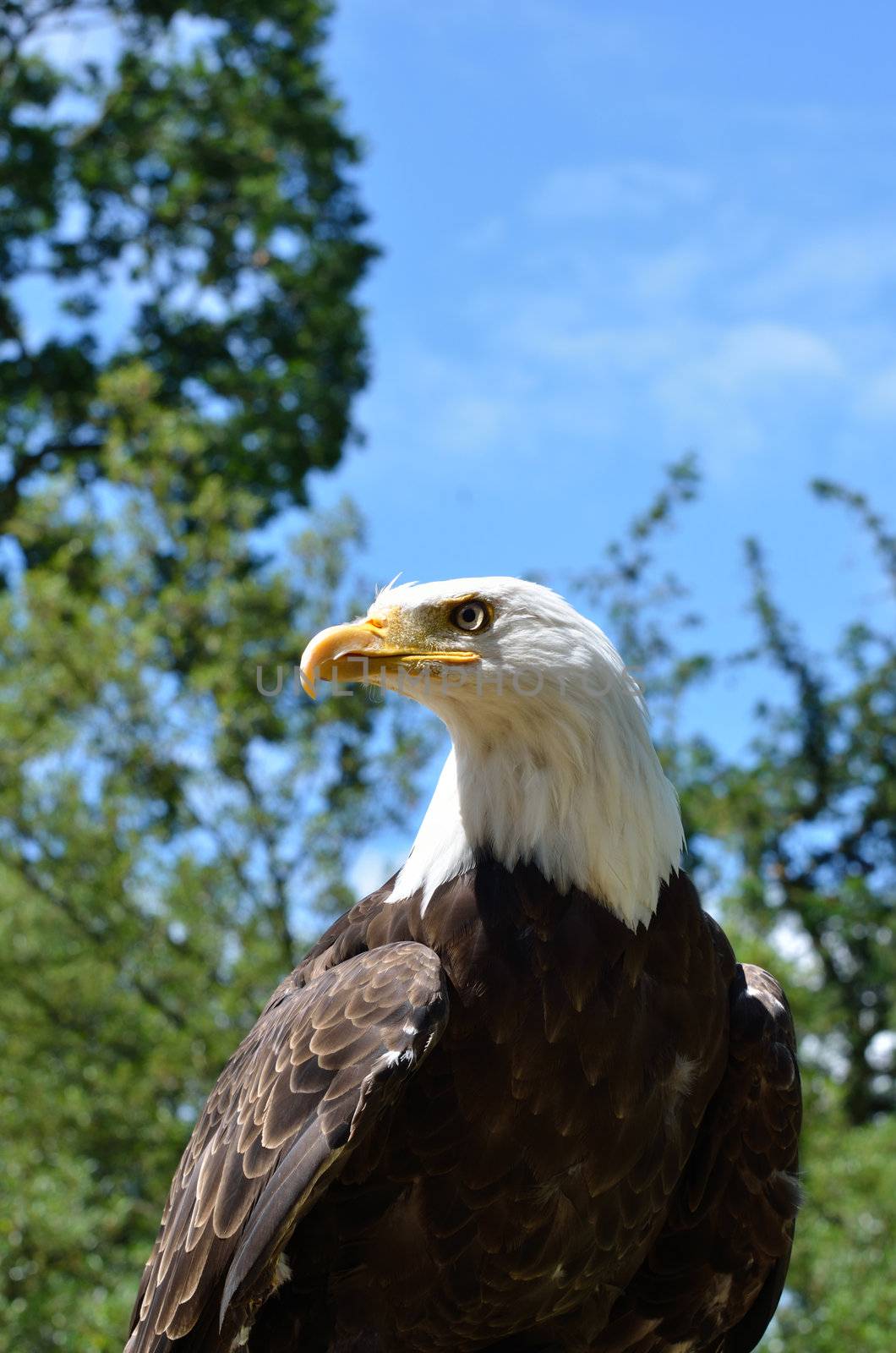 american eagle in forest