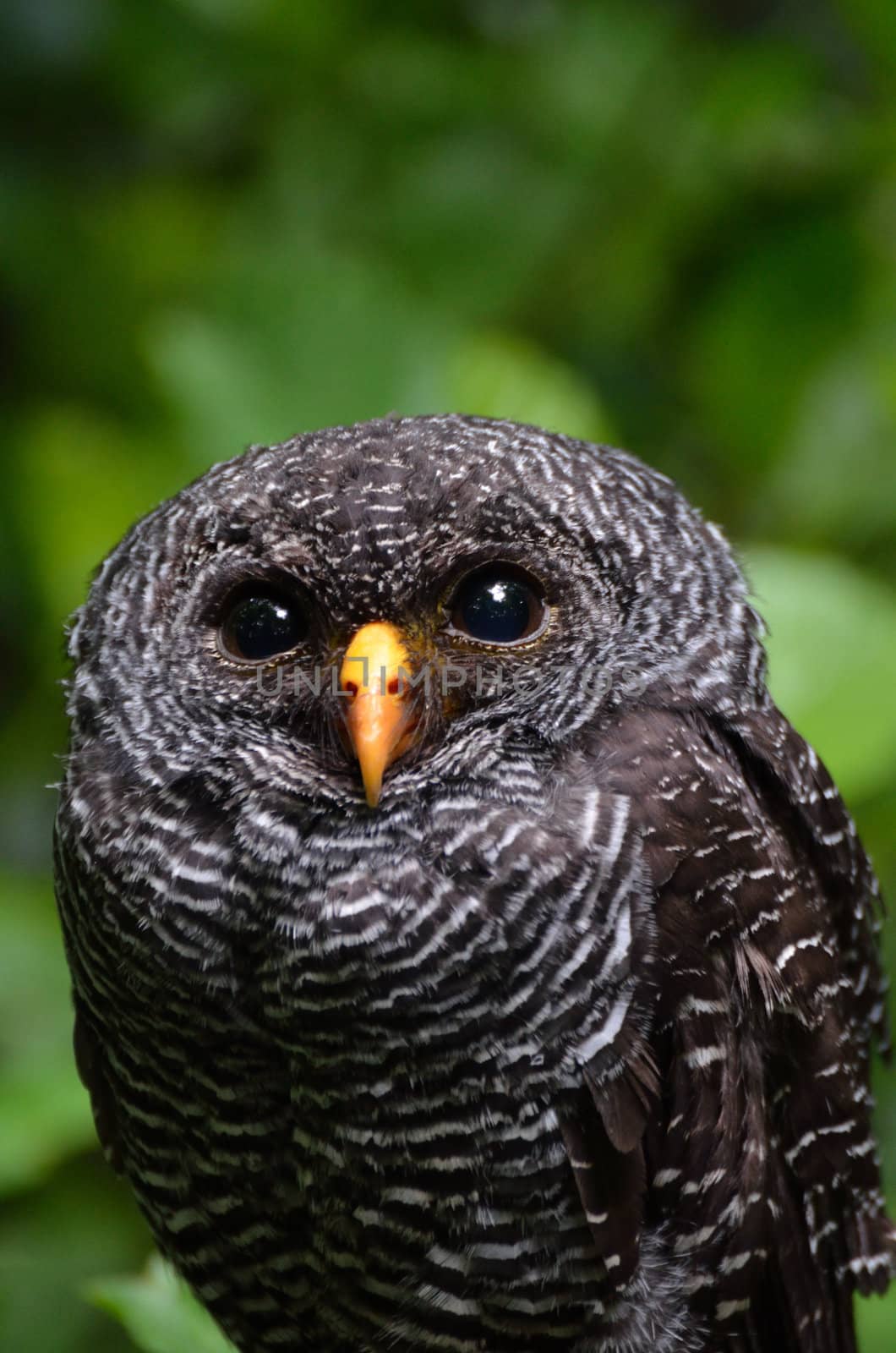 black and white owl by pauws99