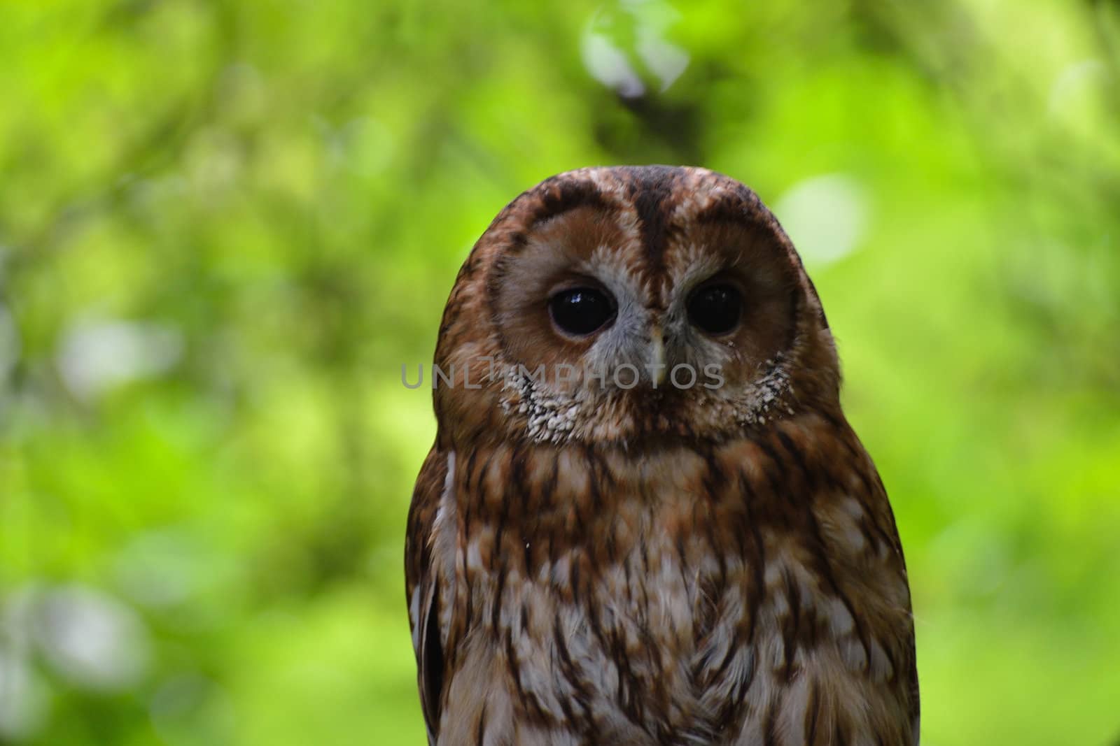 Brown Owl in forest