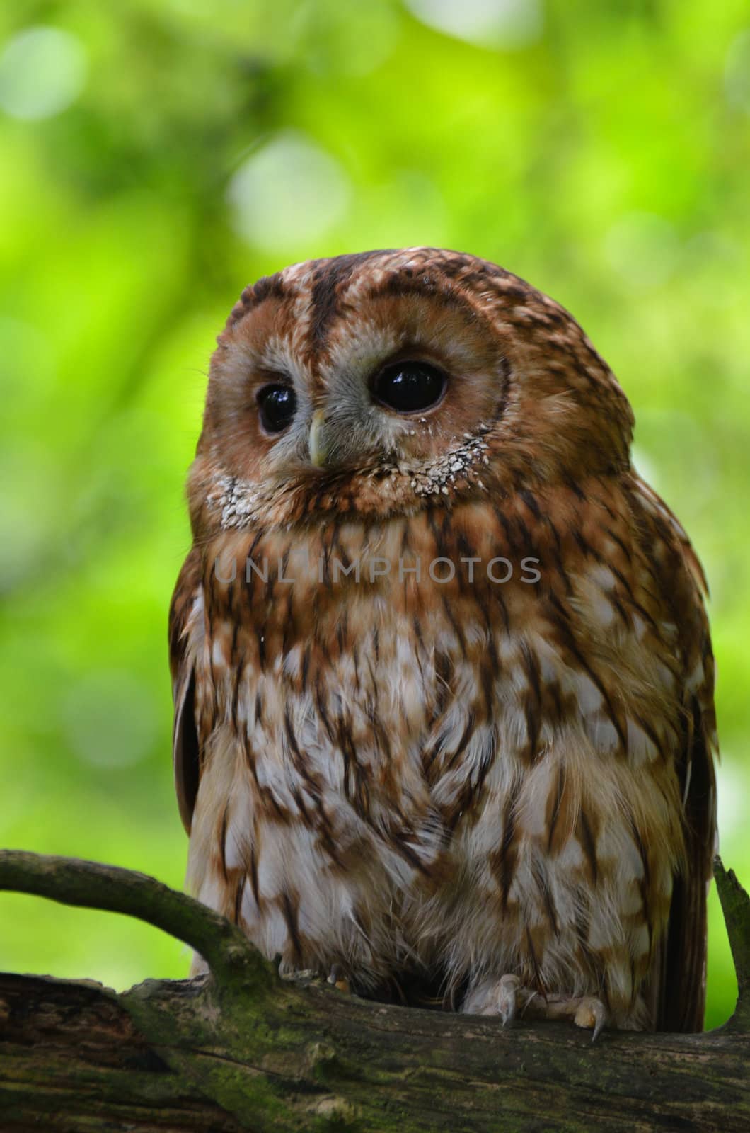 Brown Owl portrait in forest