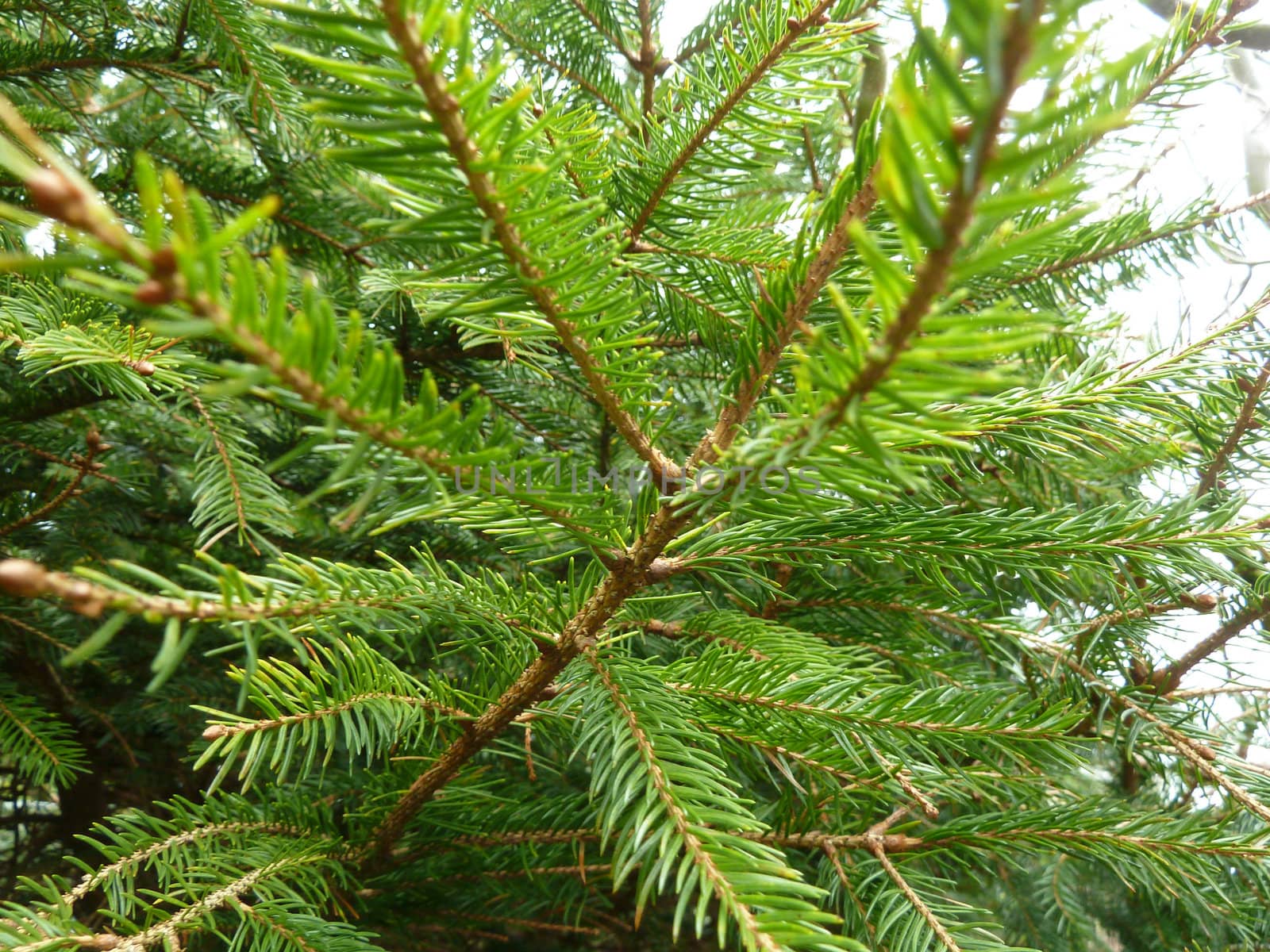 green fir tree foliage in bright light