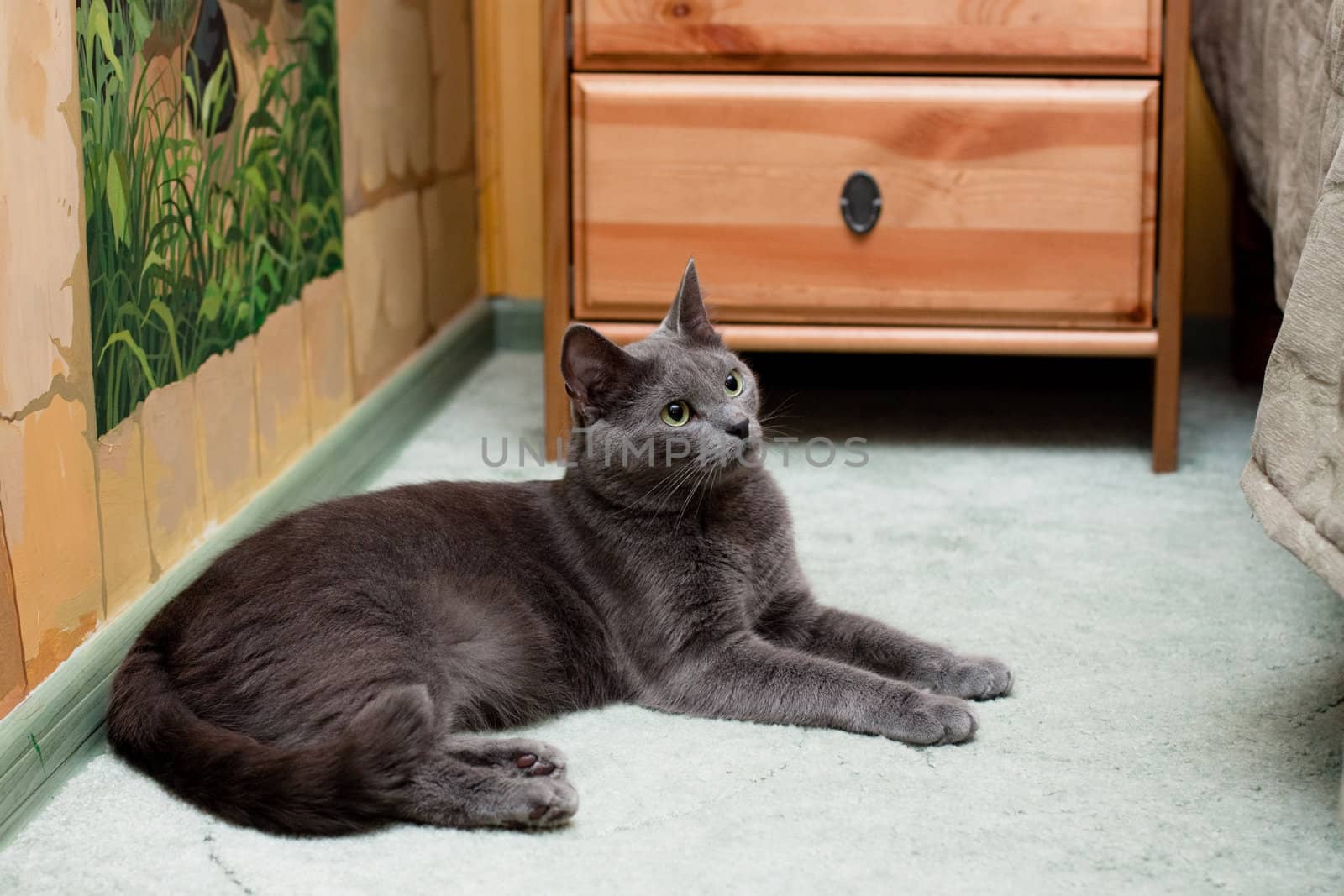 A gray cat sitting on the floor near bed
