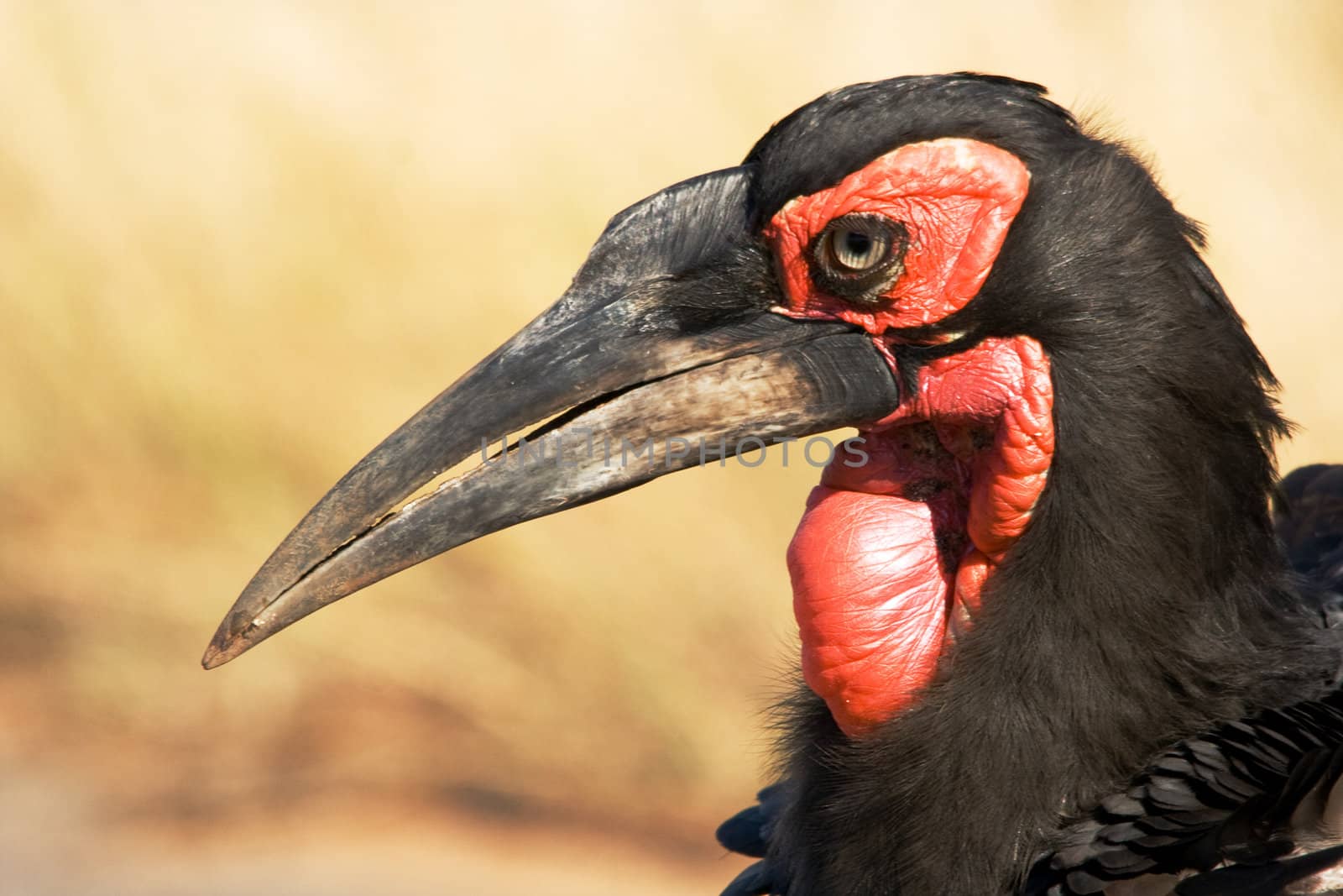 Southern Ground Hornbill (Bucorvus leadbeateri) photographed in Kruger National Park South Africa.