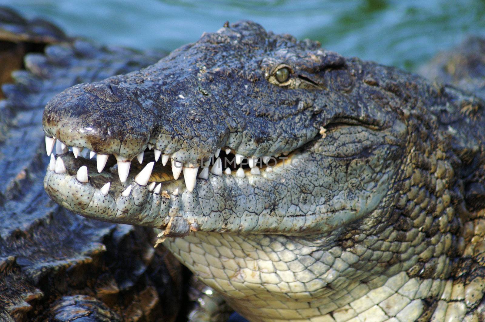 dangerous alligator with open mouth