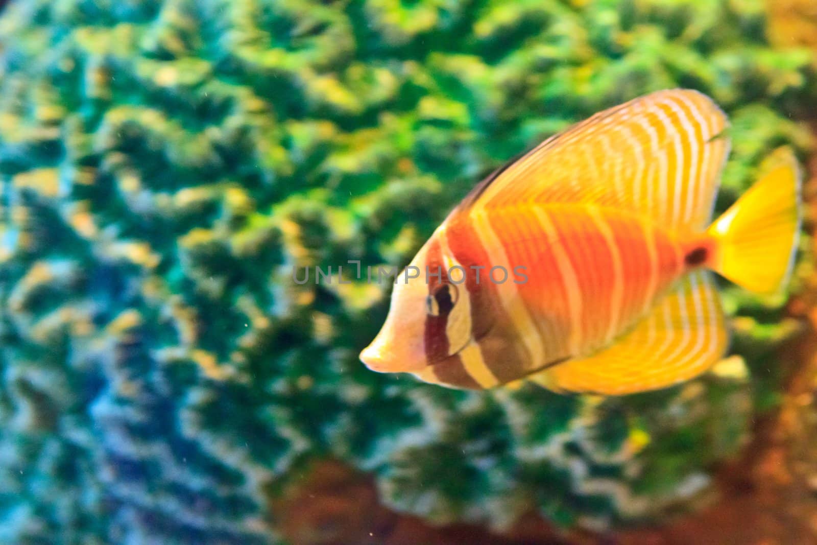  anemonefish in the aquarium of Rayong province,Thailand