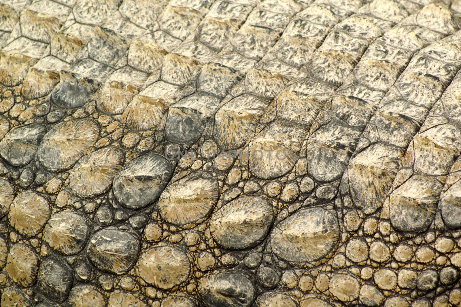 The armor of an alligator in Africa