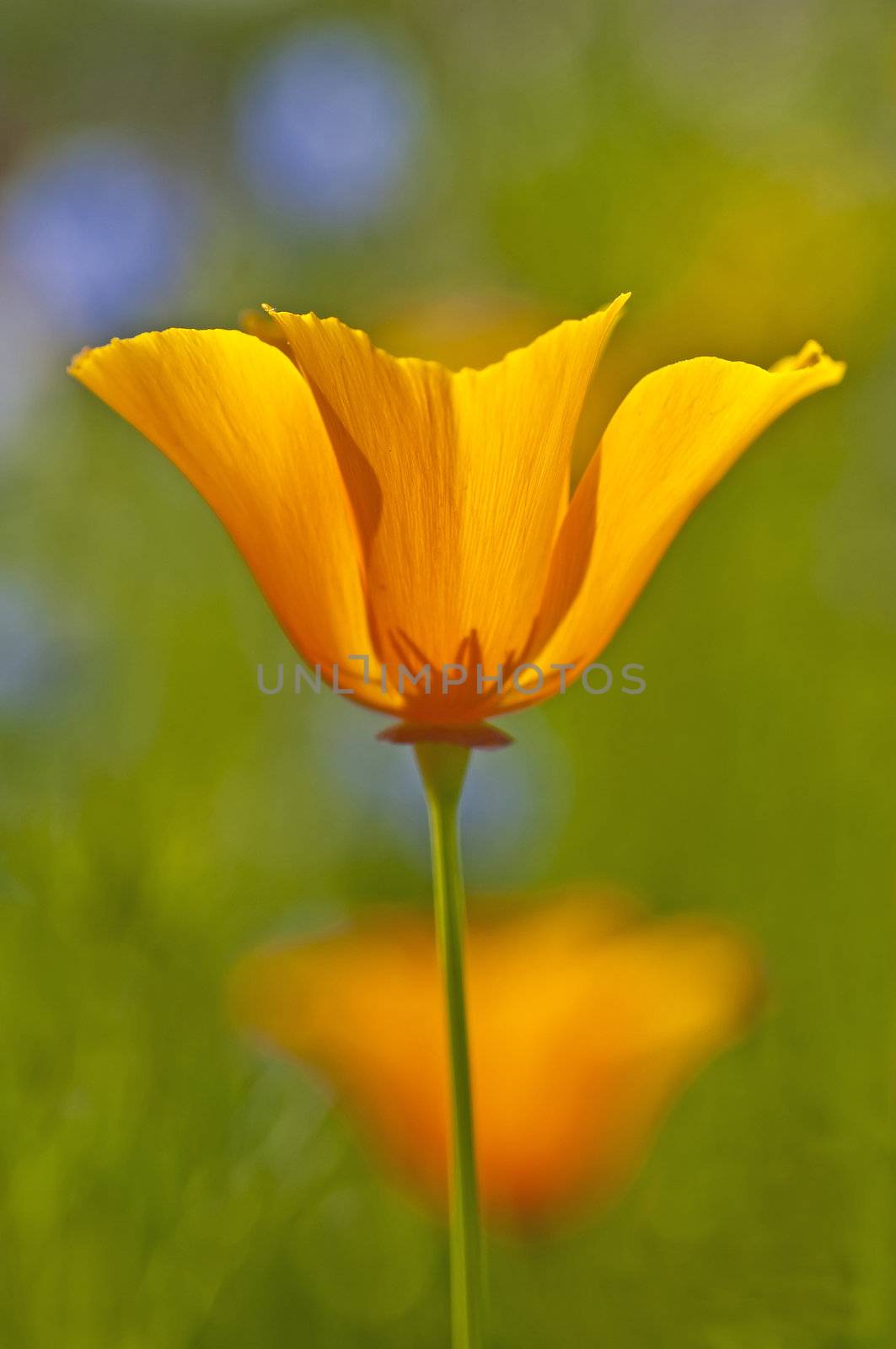 Californian poppy by Jochen