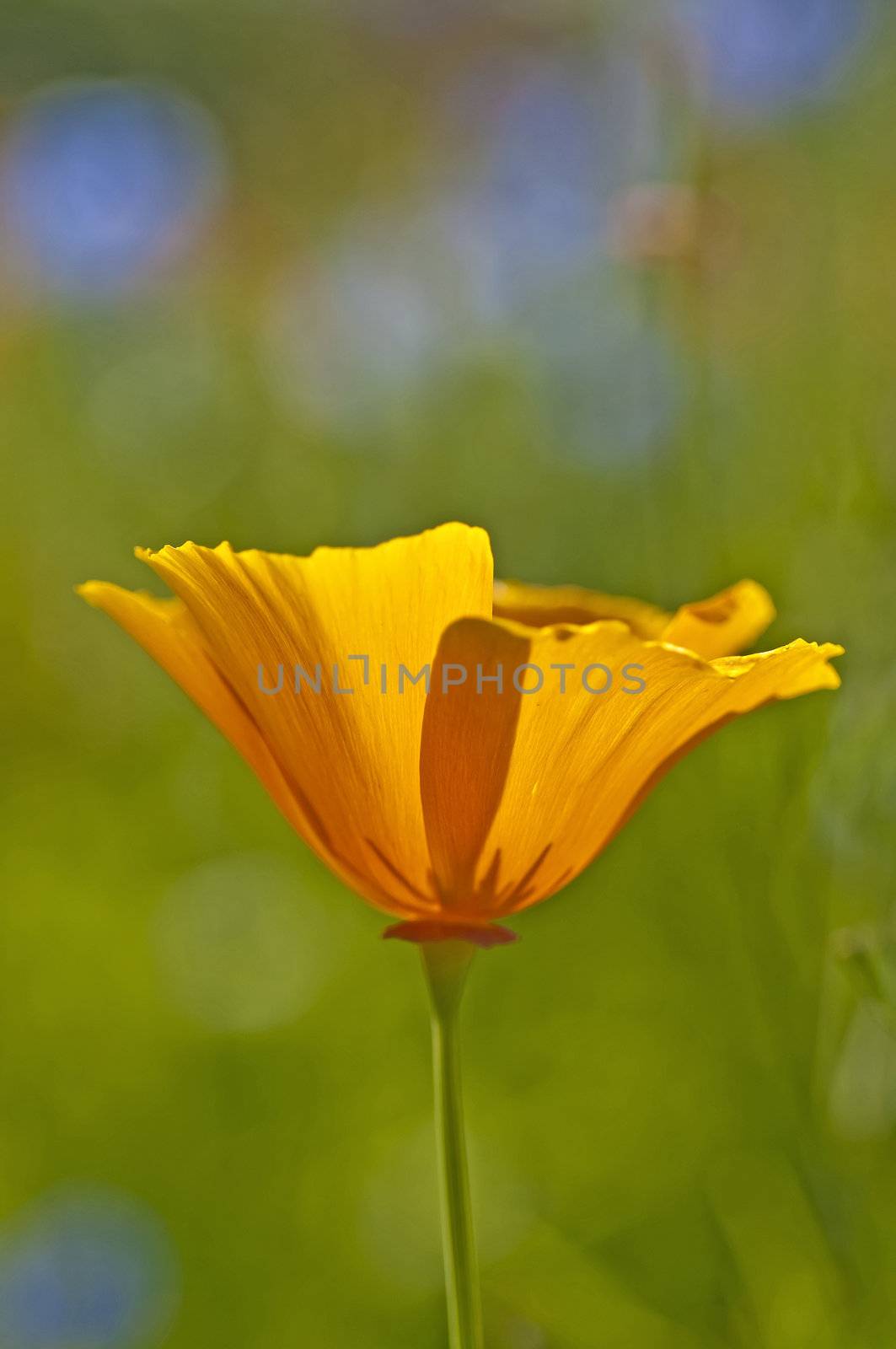 Californian poppy by Jochen