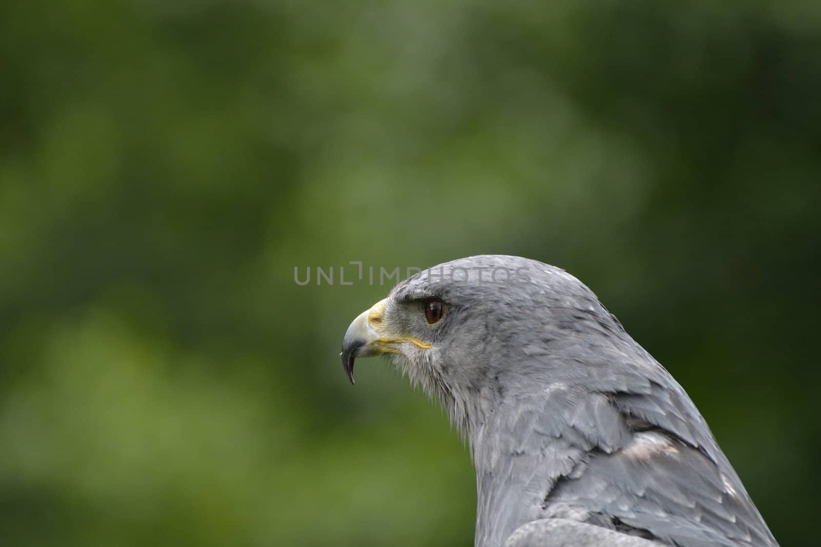 Grey Hawk in close Up