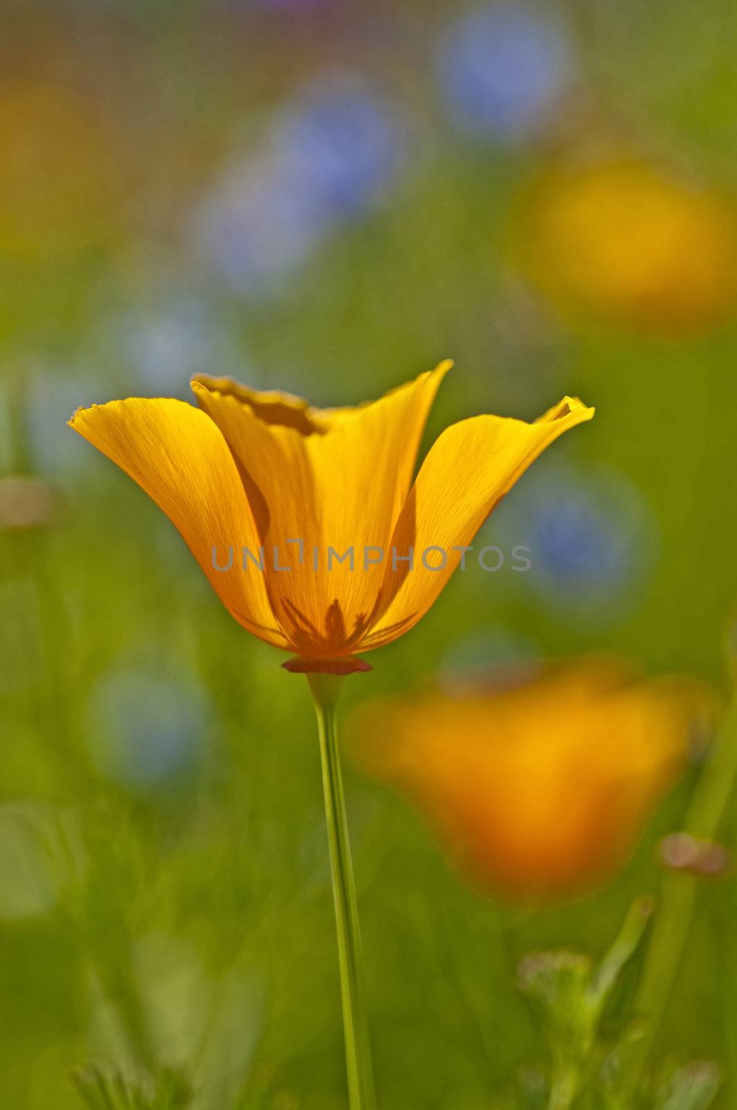 Californian poppy by Jochen