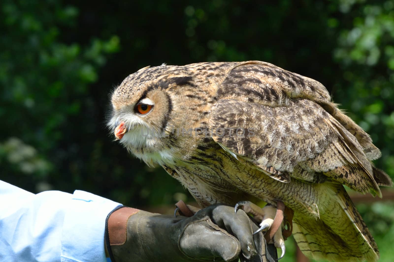 Owl perched on trainers hand