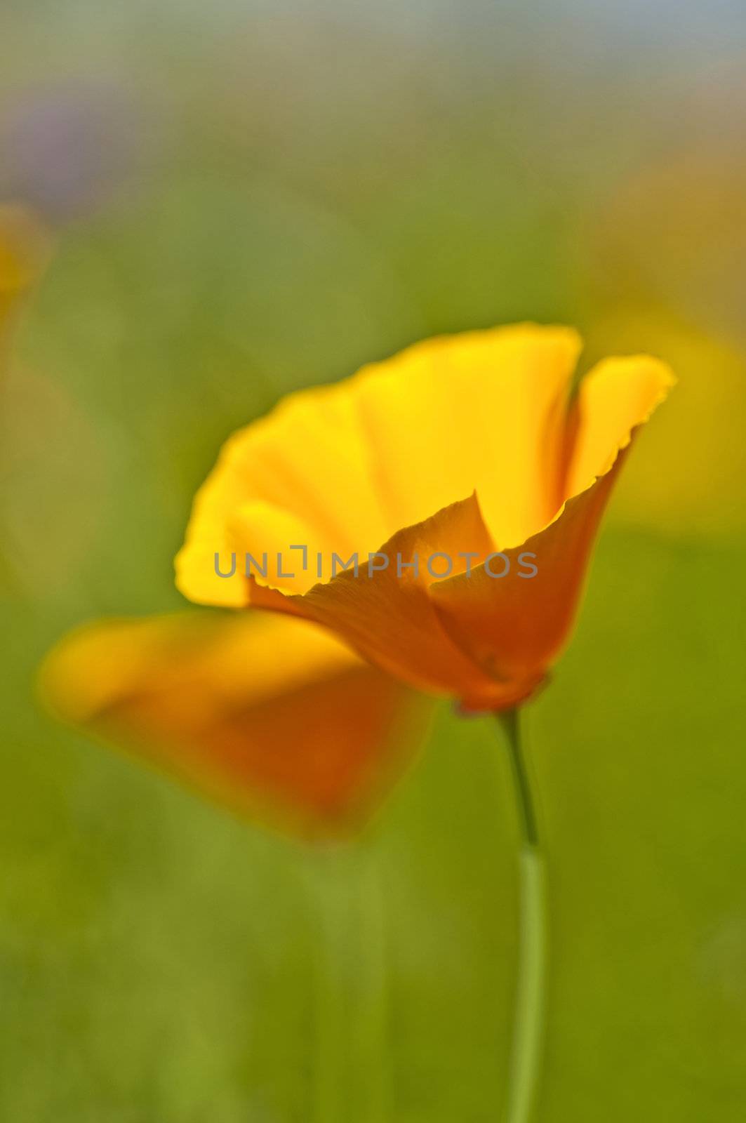 Californian poppy by Jochen