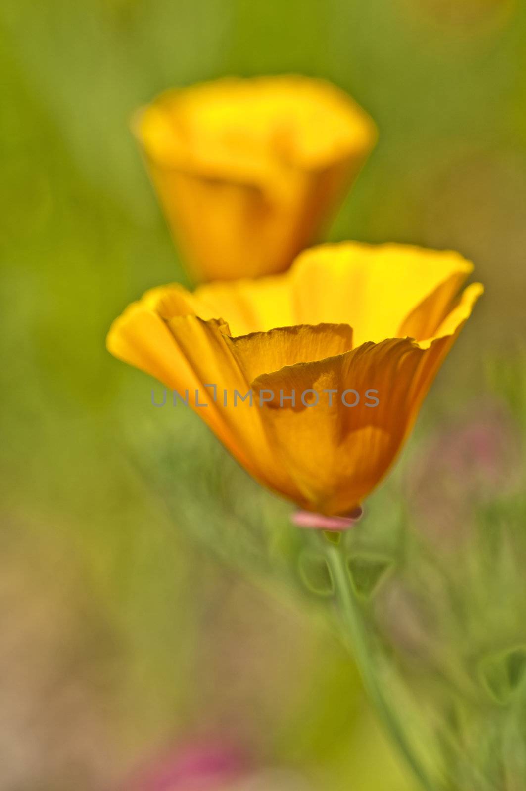 Californian poppy