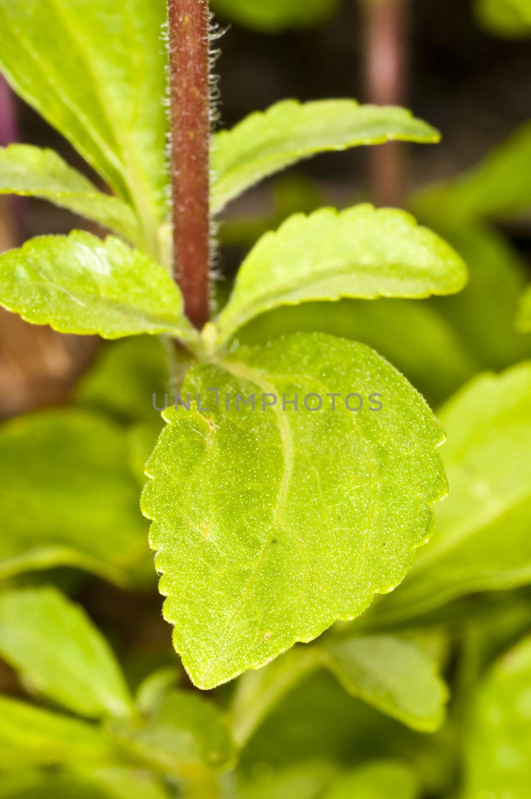 Stevia rebaudiana, support for sugar by Jochen