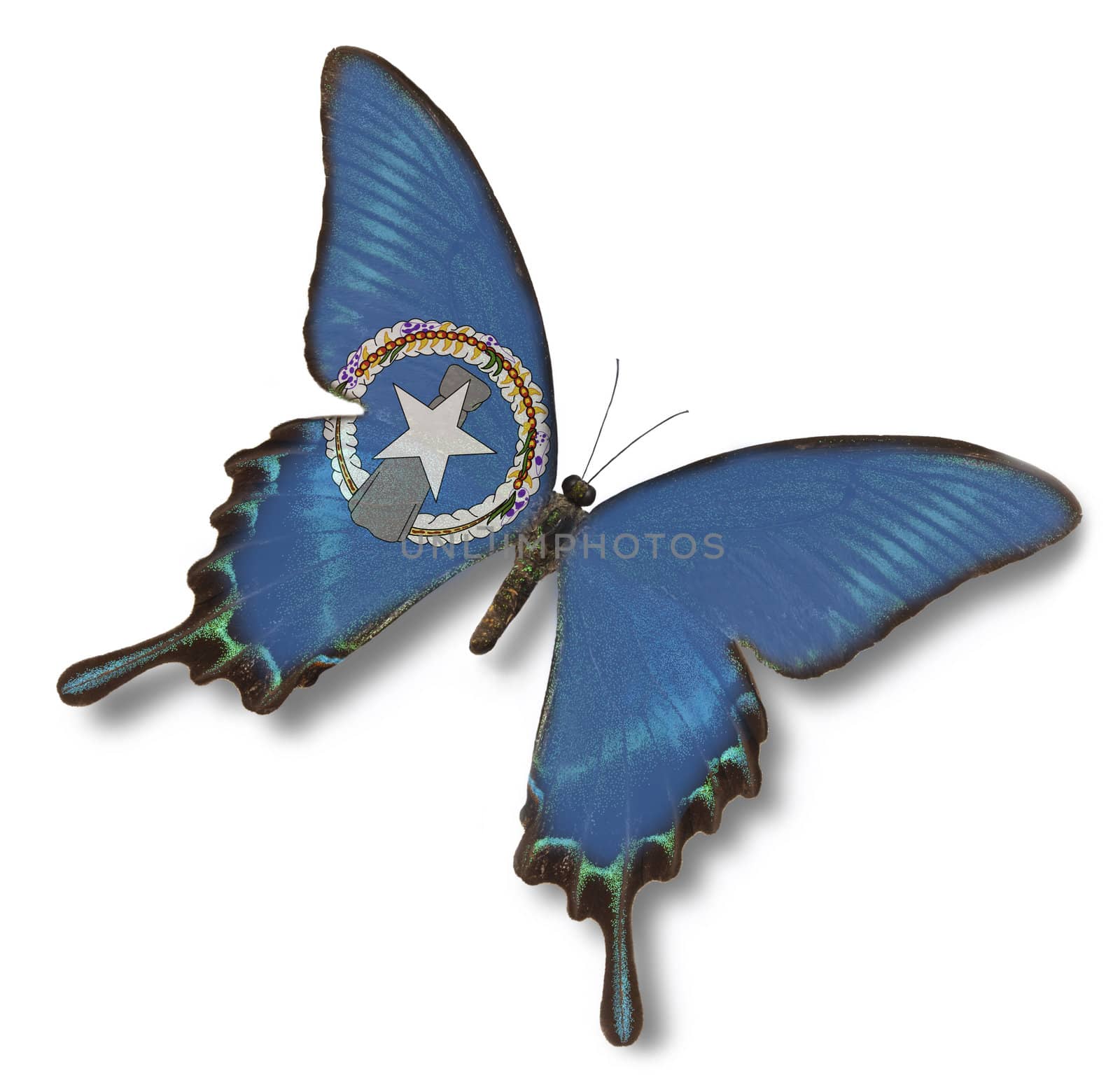 Northern Mariana Islands flag on butterfly isolated on white