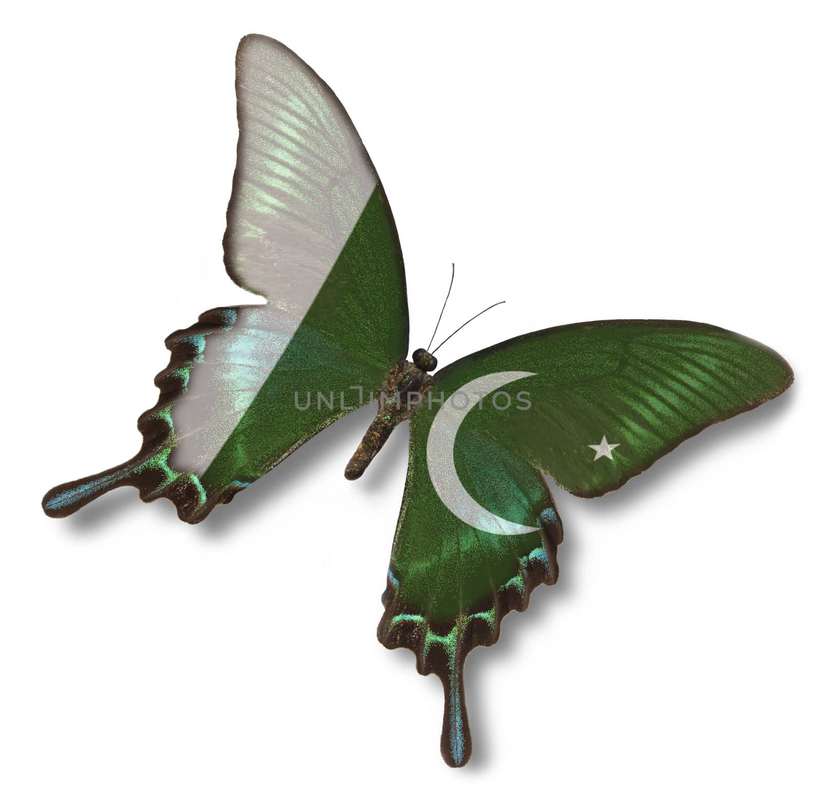 Pakistan flag on butterfly isolated on white