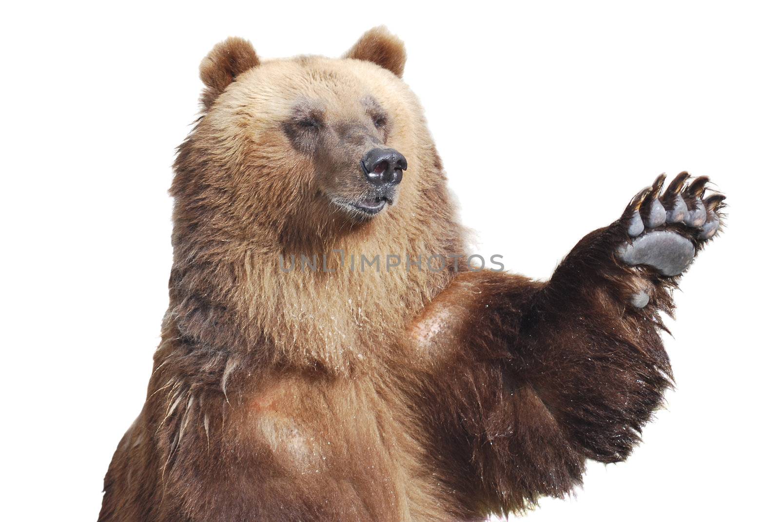 The brown bear welcomes with a paw isolated on white by svtrotof