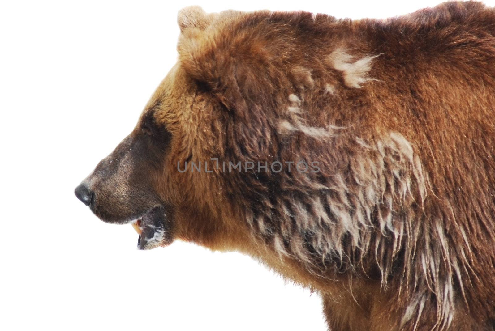 The brown bear close up isolated on white, wild life by svtrotof