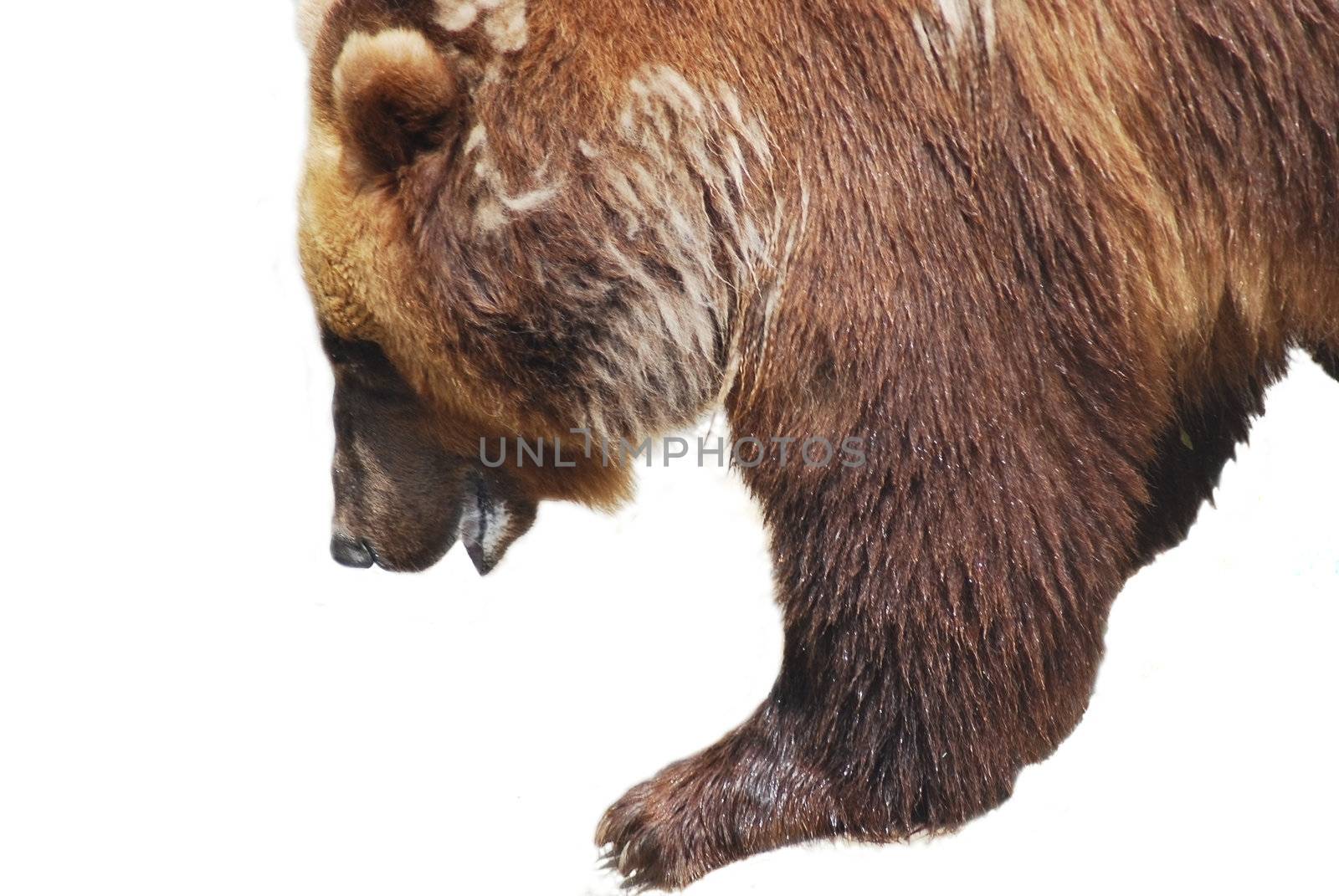 The brown bear close up isolated on white, wild life by svtrotof