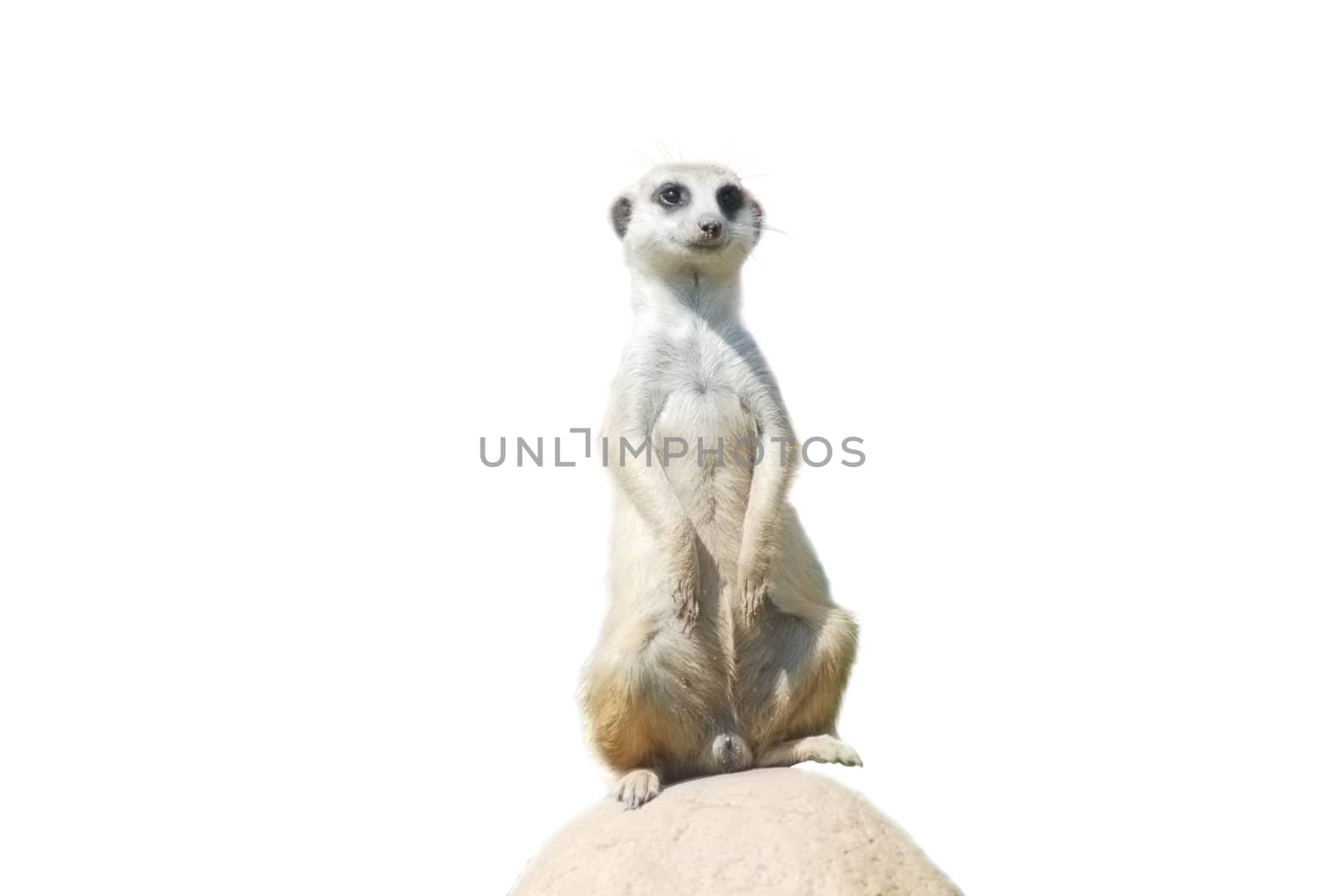 Meerkat (Suricata suricatta) portrait isolated on white, desert wildlife by svtrotof