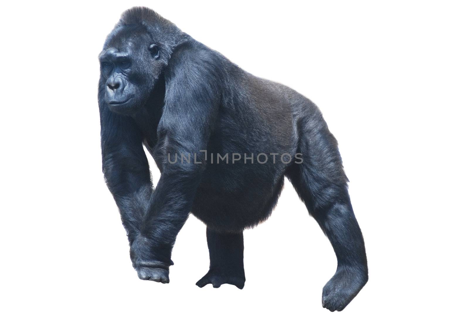 close up of a big black hairy gorilla isolated on white