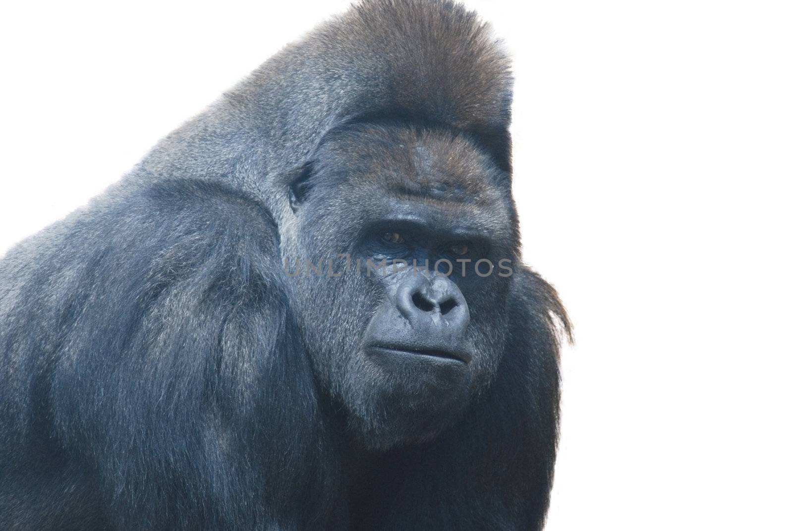 close up of a big black hairy gorilla isolated on white