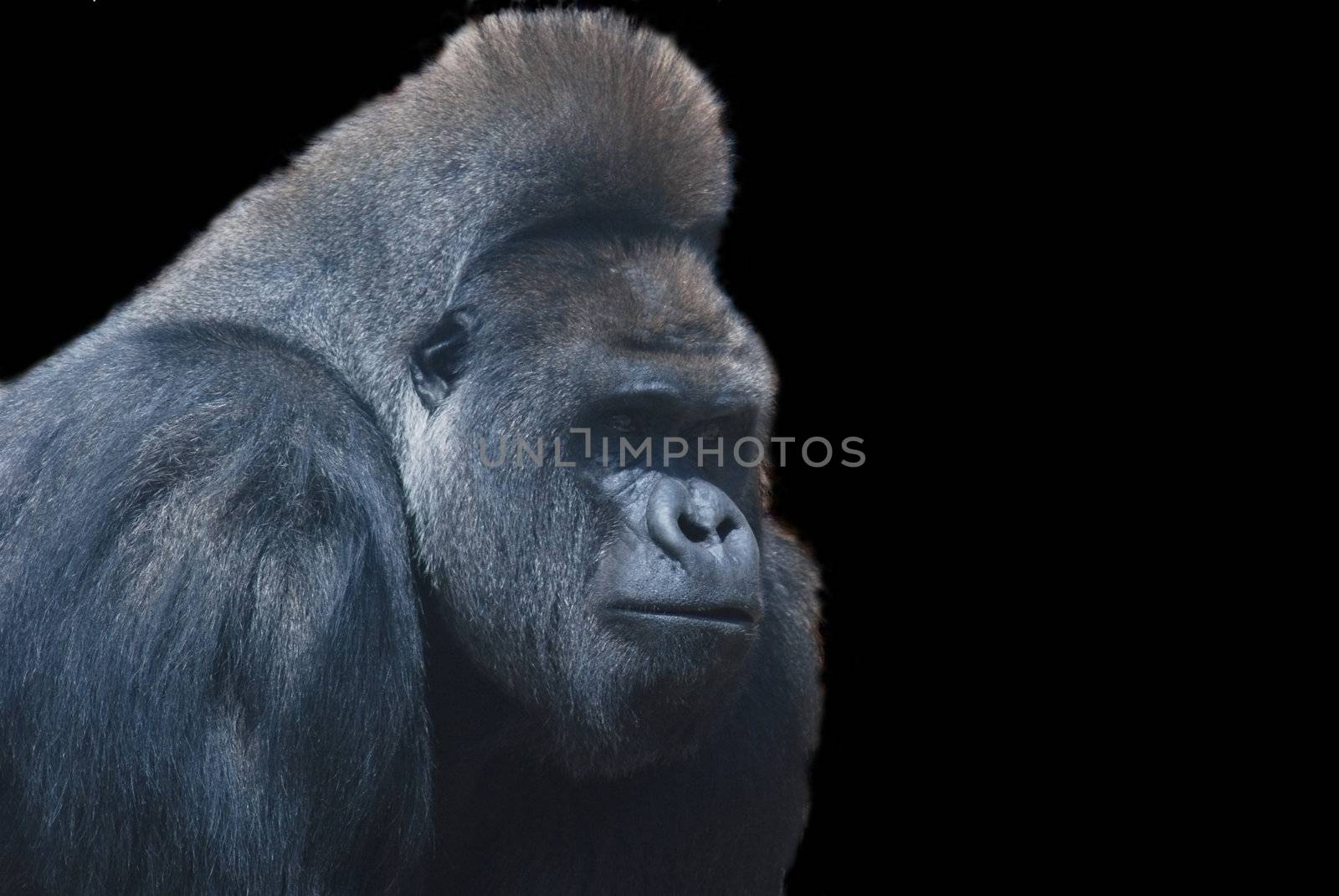 close up of a big black hairy gorilla isolated on black
