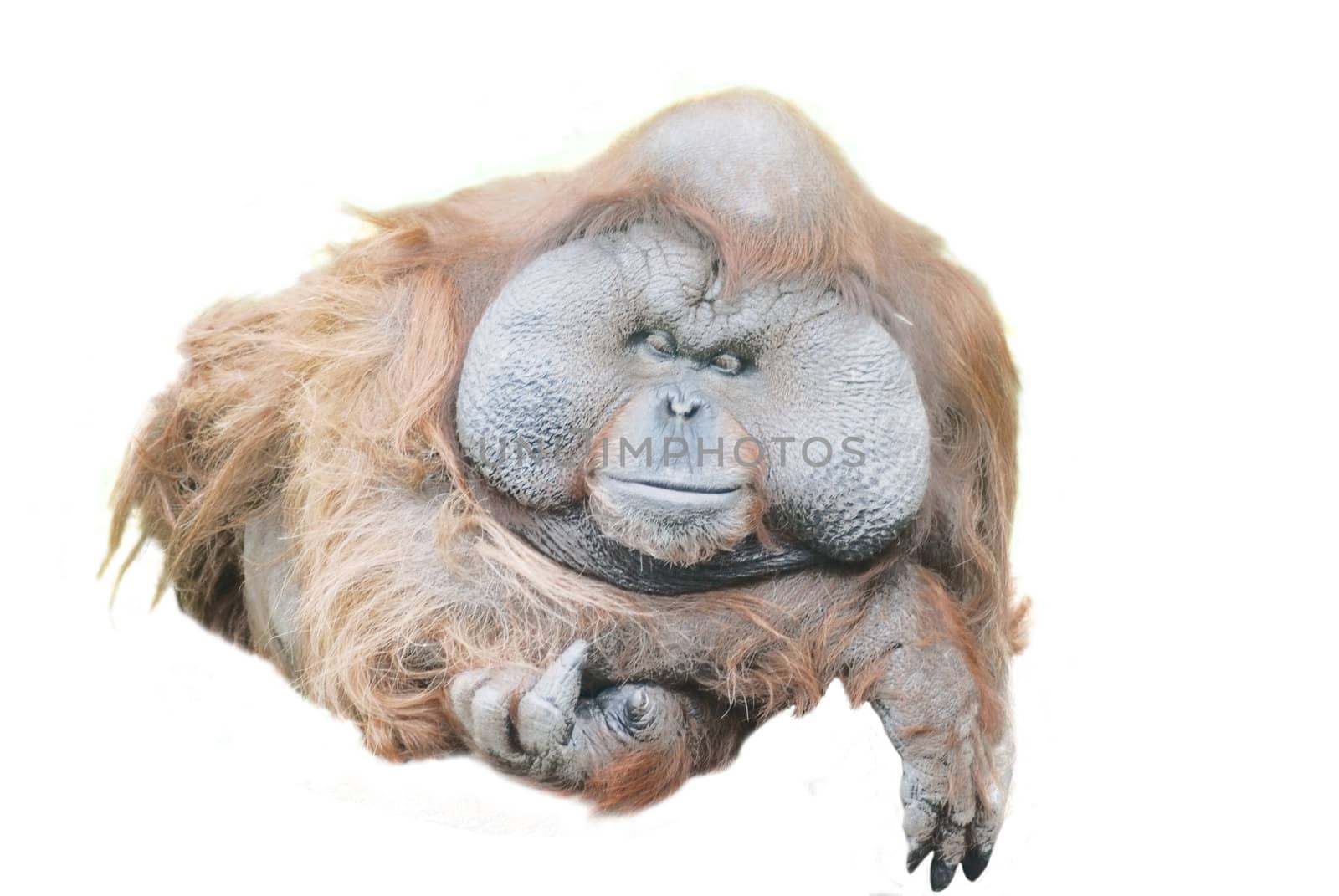 close up of a huge male orangutan isolated on white