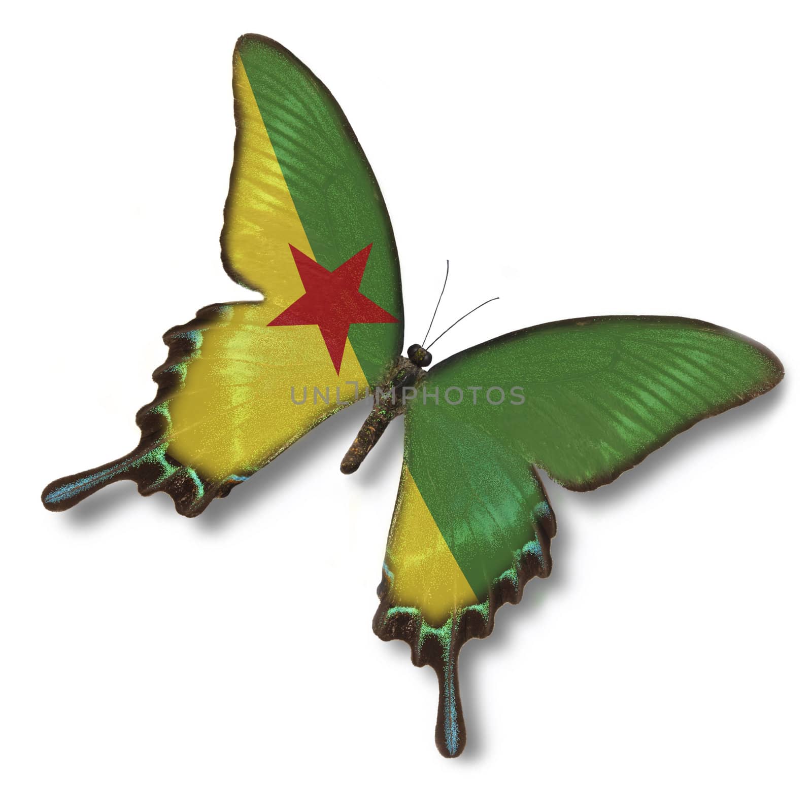 Guyane flag on butterfly isolated on white