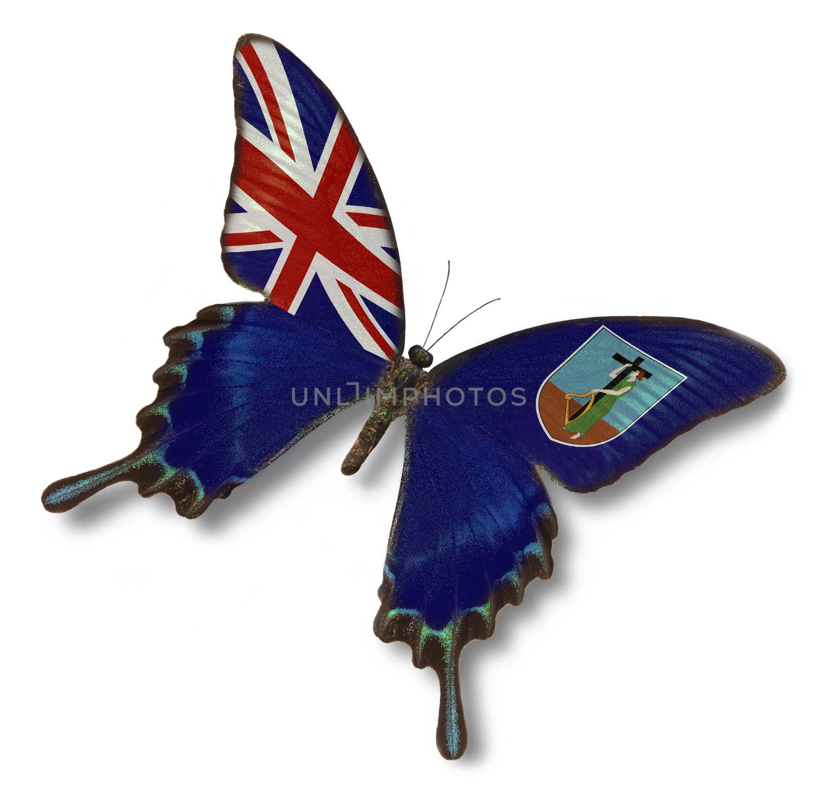 Montserrat flag on buterfly isolated on white