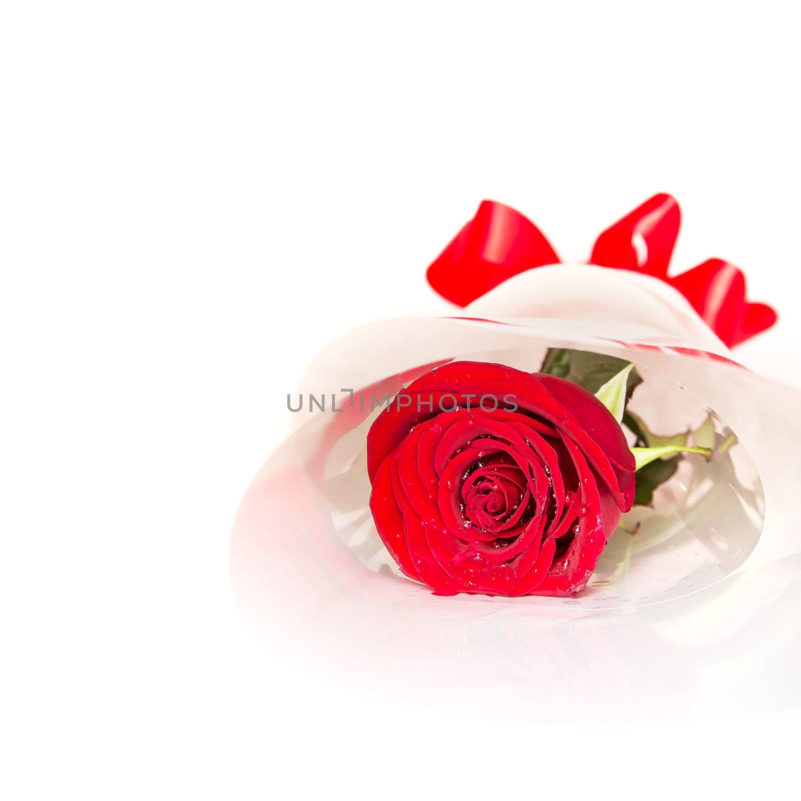 Red Rose isolated on white by siraanamwong