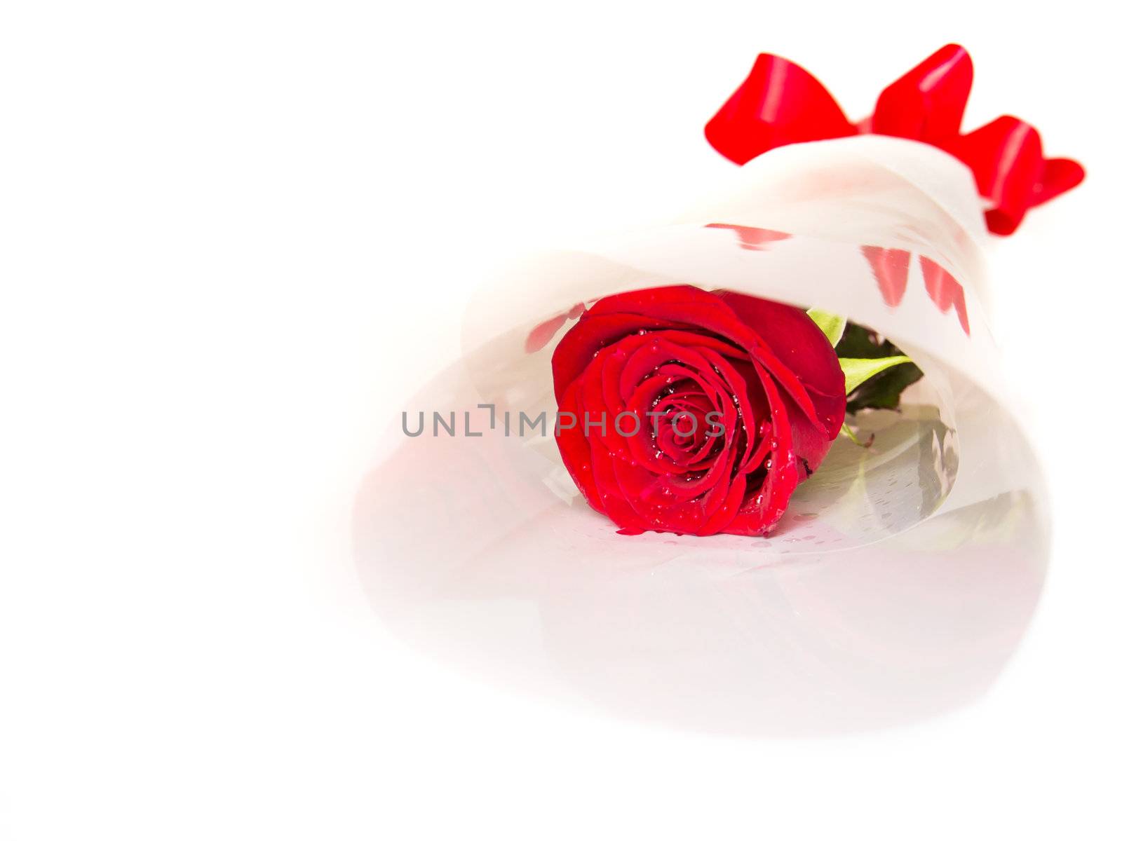 Red Rose isolated on white  by siraanamwong