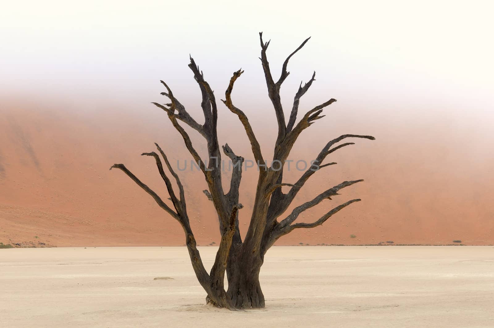 A lonely tree skeleton at Deadvlei near Sossusvlei, Namibia