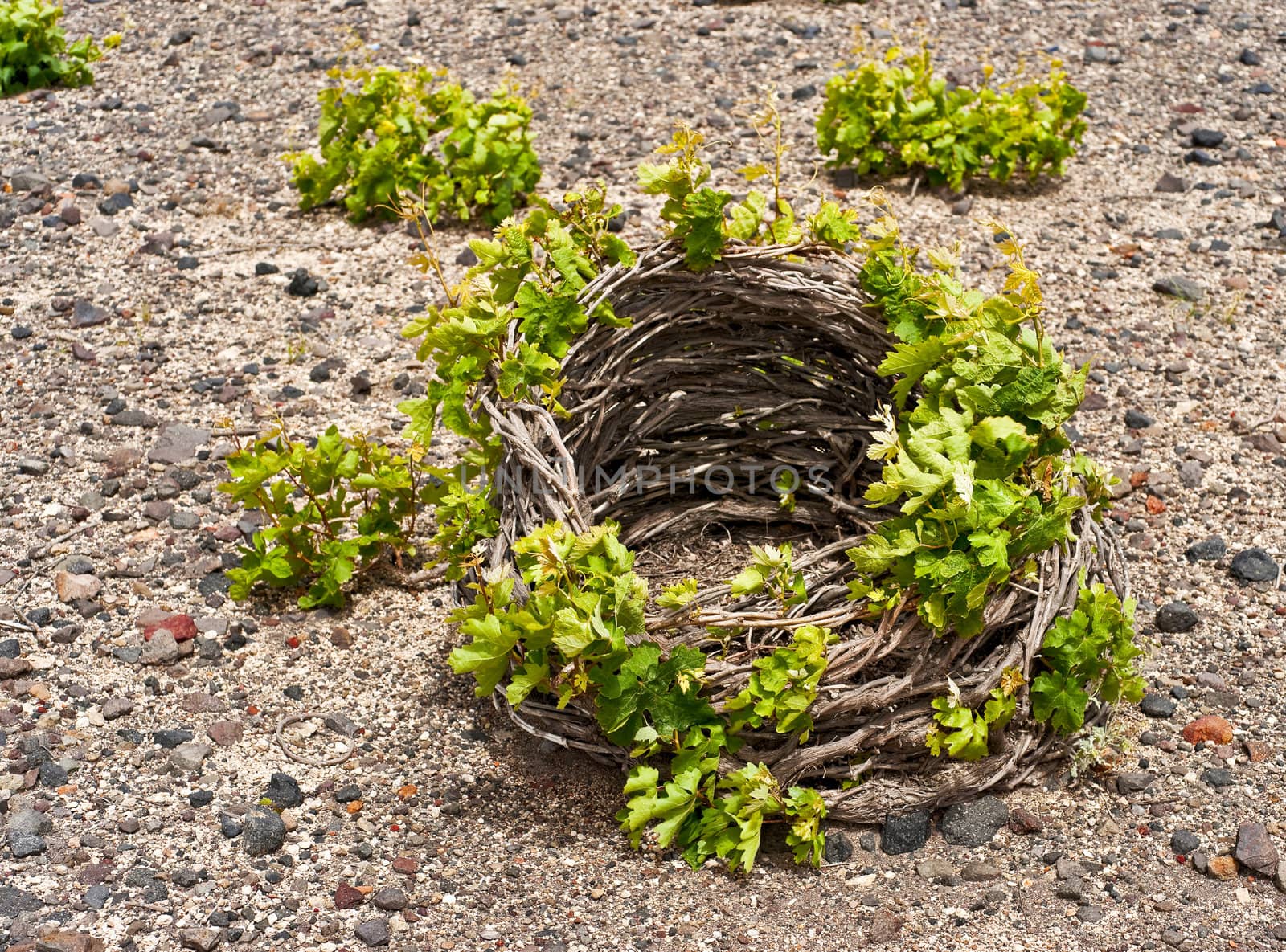 Santorini vine cultivated in low basket shaped crown on lava soil 
