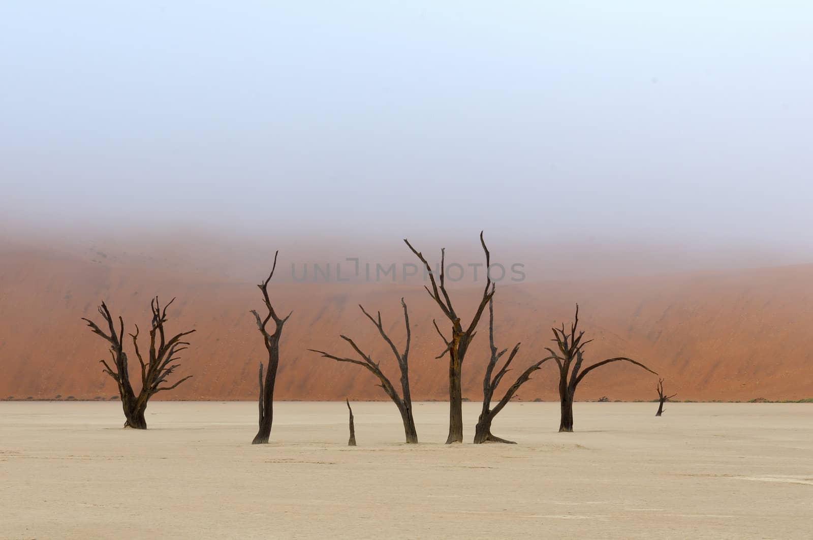 A lonely tree skeleton at Deadvlei near Sossusvlei, Namibia