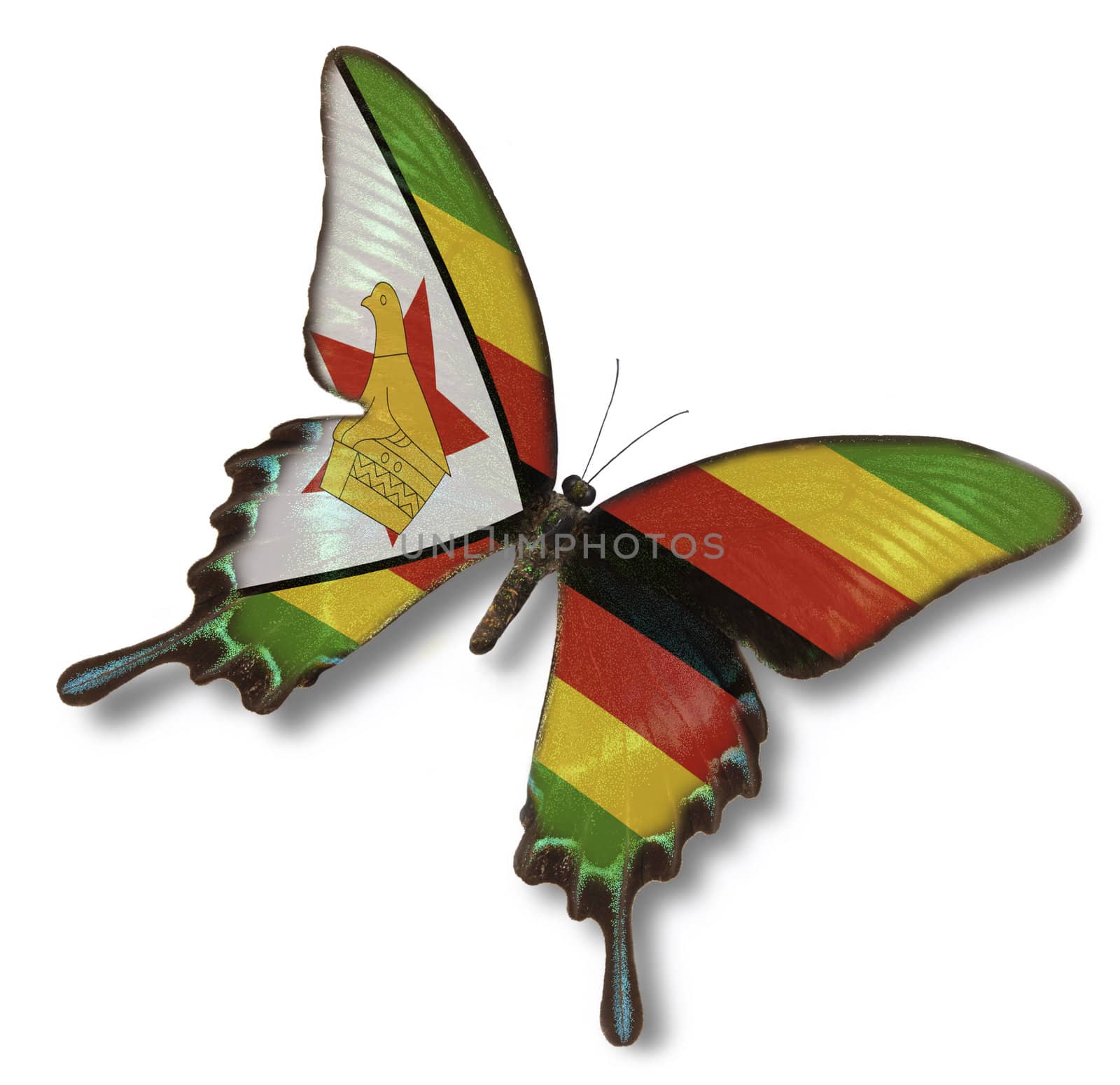 Zimbabwe flag on butterfly isolated on white