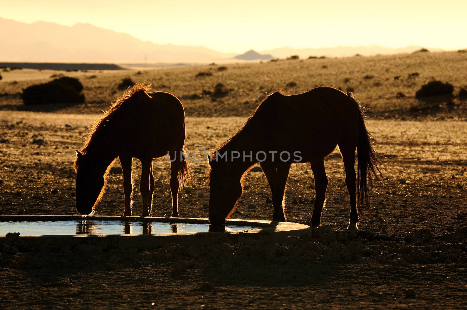 Wild Horses of the Namib near Aus, Namibia.