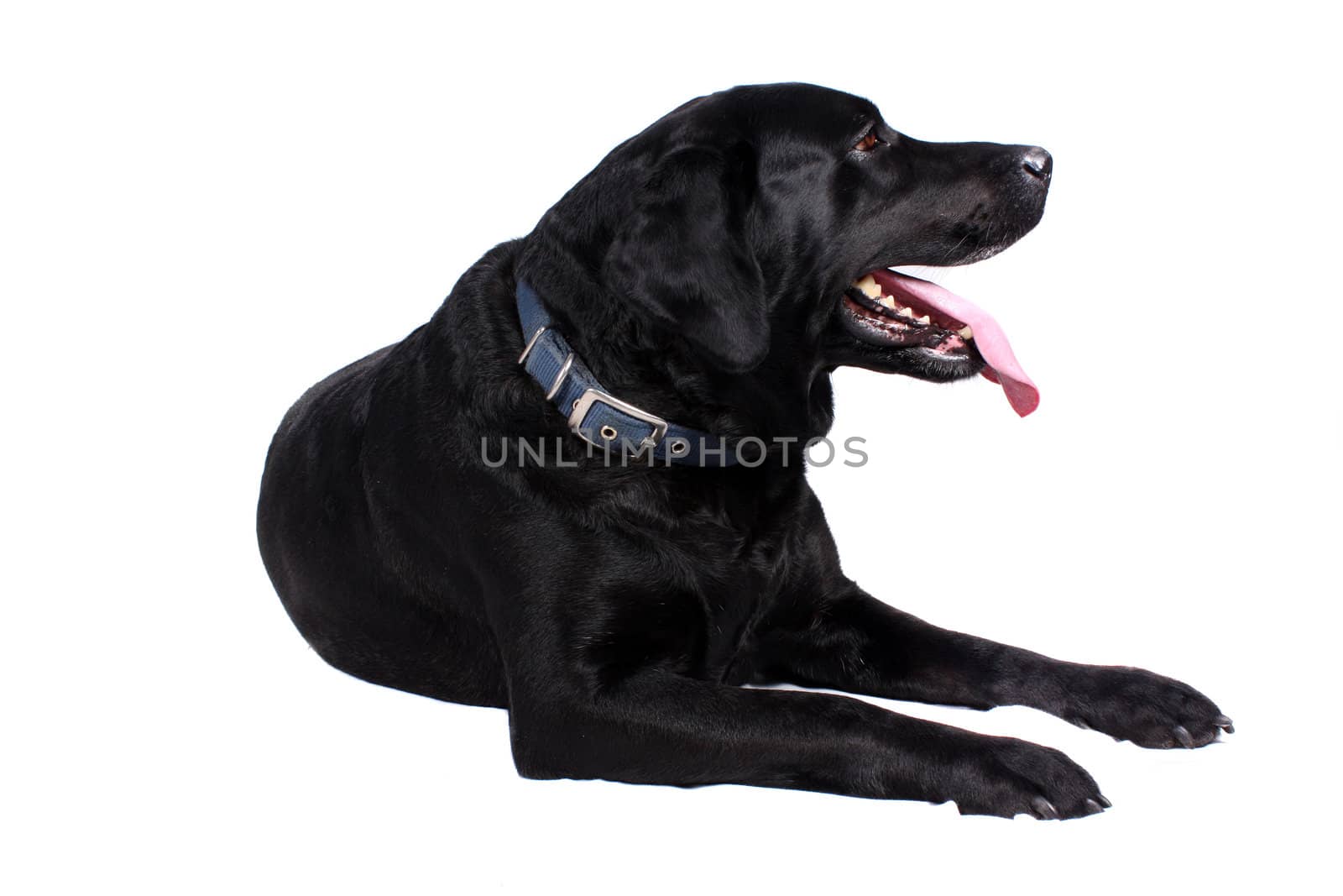A black labrador dog sitting comfortably, on white studio background.