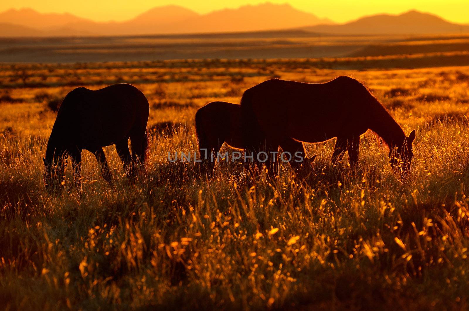 Wild Horses of the Namib near Aus, Namibia.