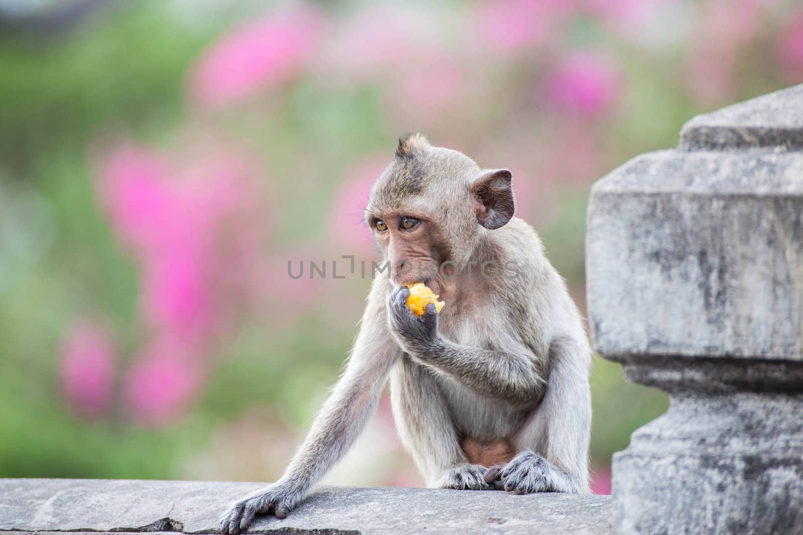 Monkey by thanatip