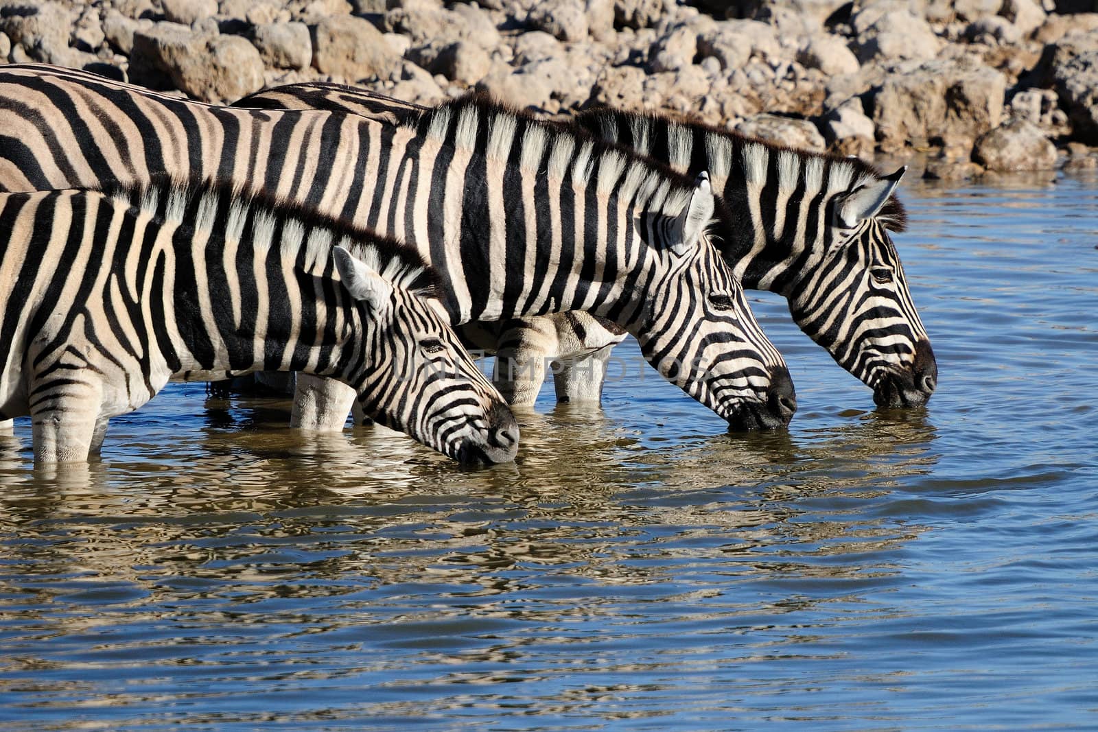 Zebras drinking water, Okaukeujo waterhole, Etosha National Park, Namibia