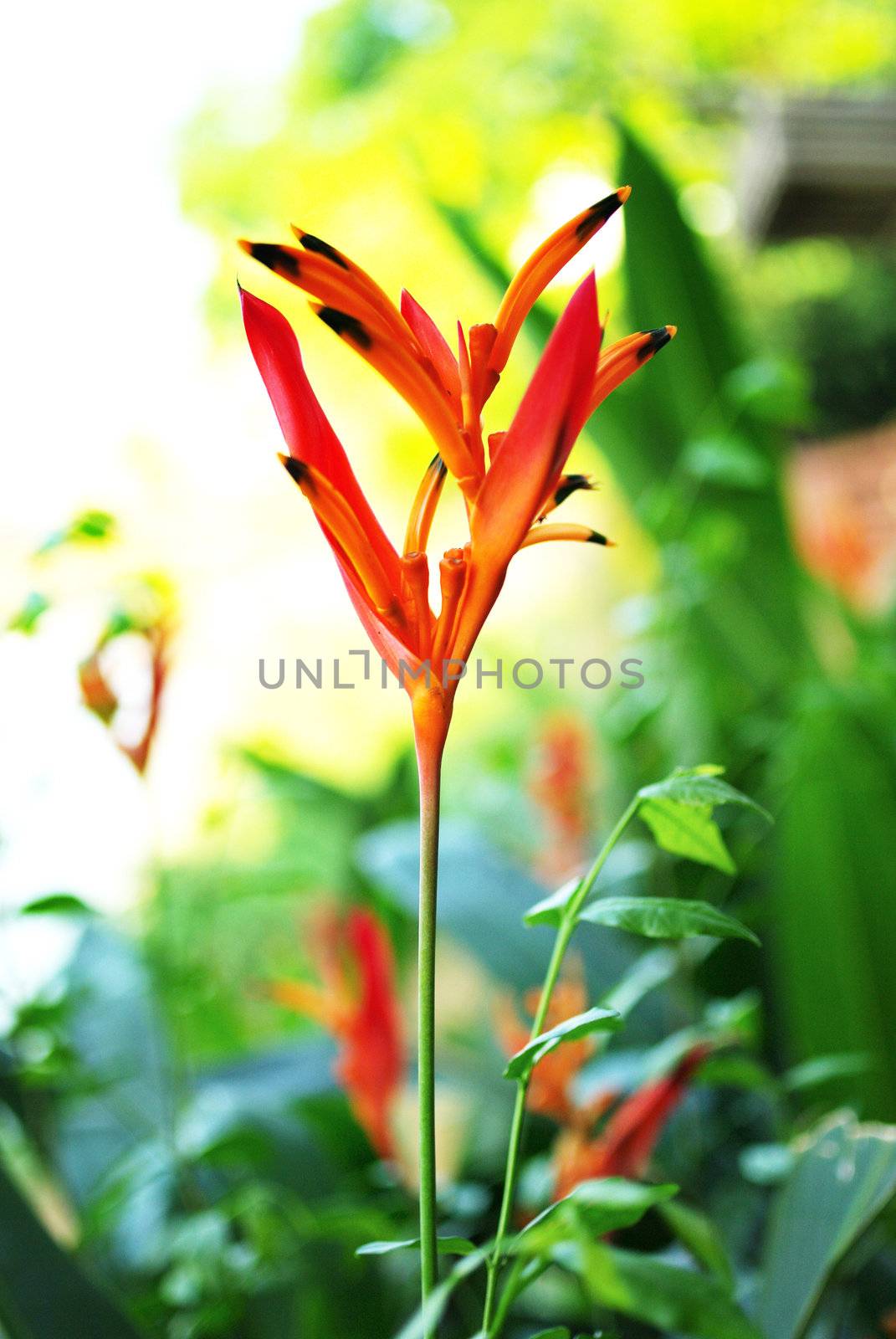 Bird Of Paradise flower in the garden