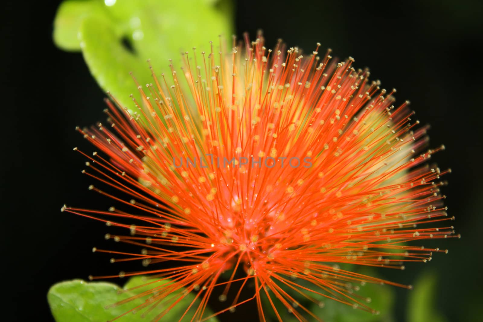 A beautiful orange colored tropical flower with delicate pollen structre.
