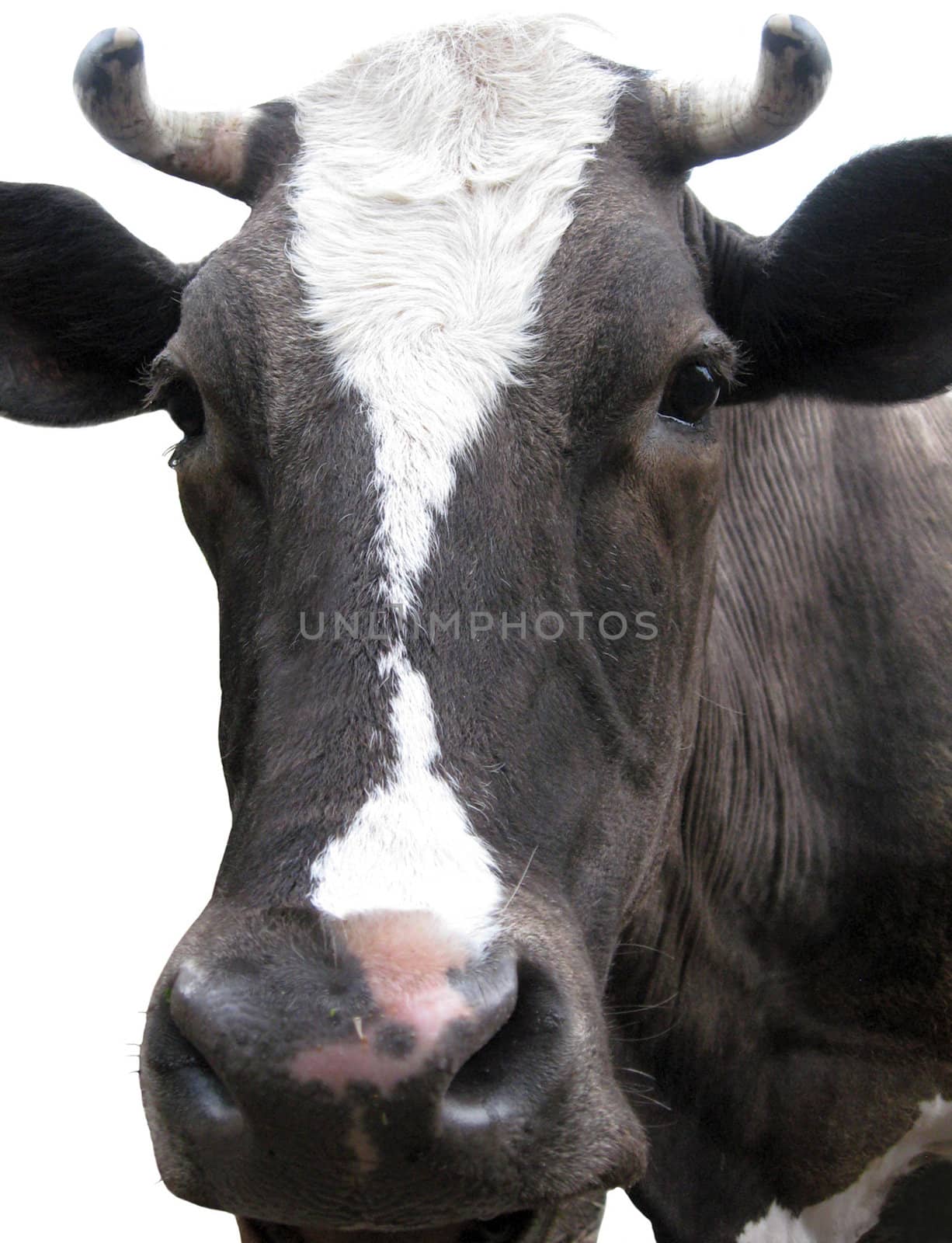 Black-and-white cow on the white background by alexmak