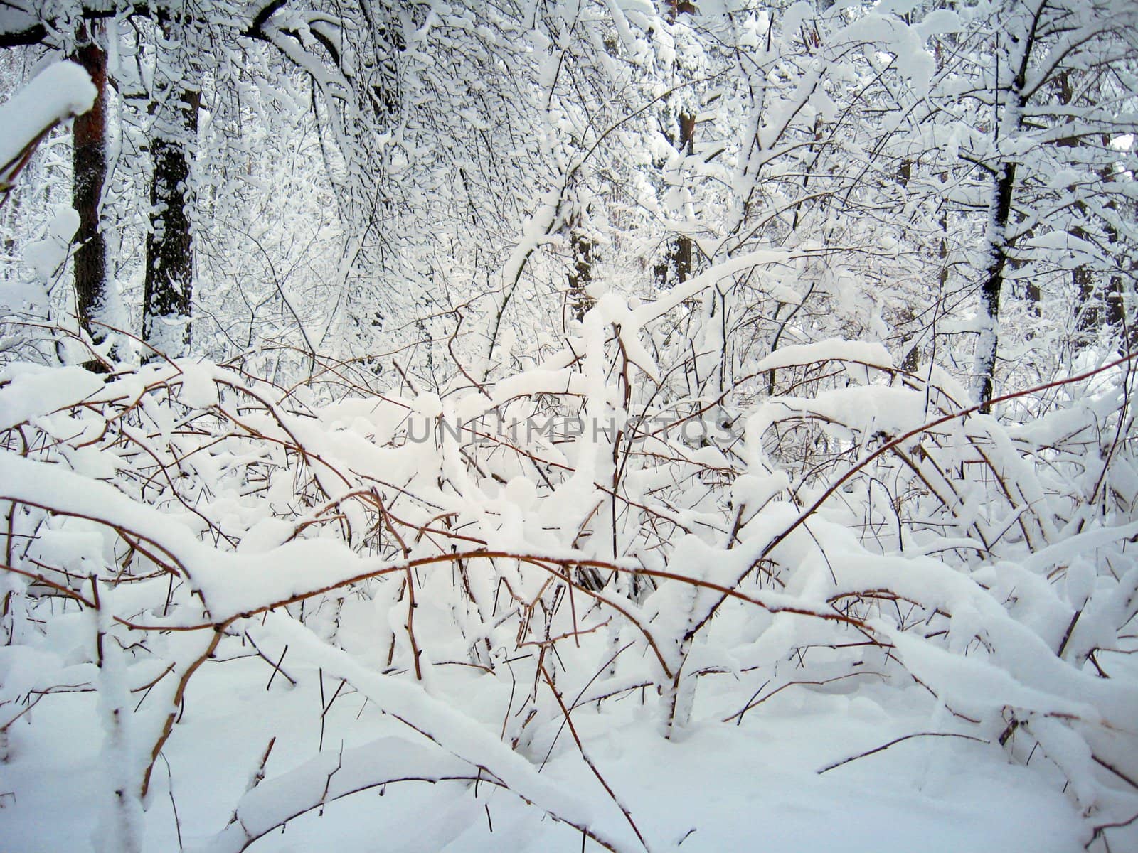 Winter landscape in a forest with pines and snowdrifts