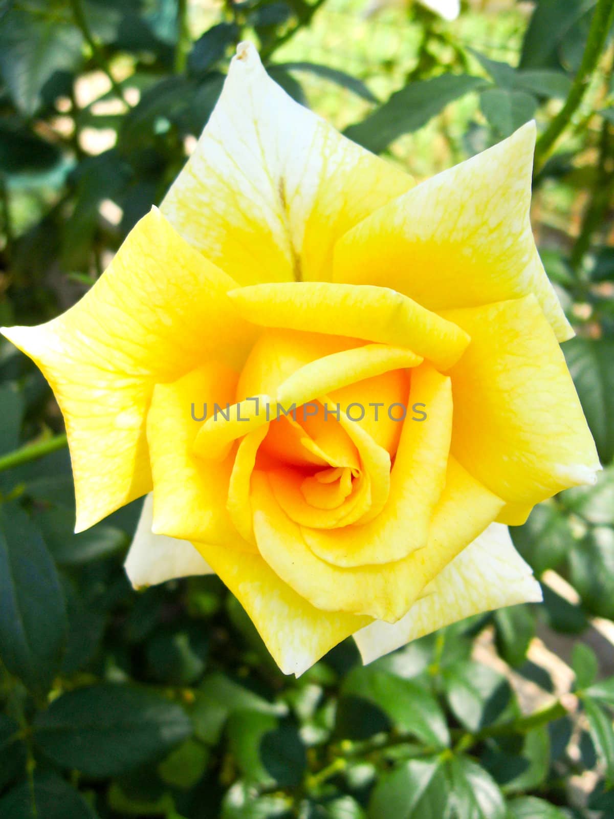 a beautiful flower of yellow rose by alexmak
