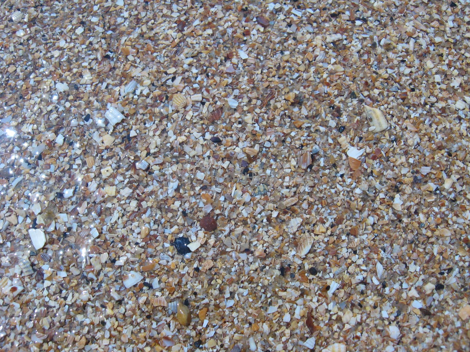 The image of brown background from sand and shells