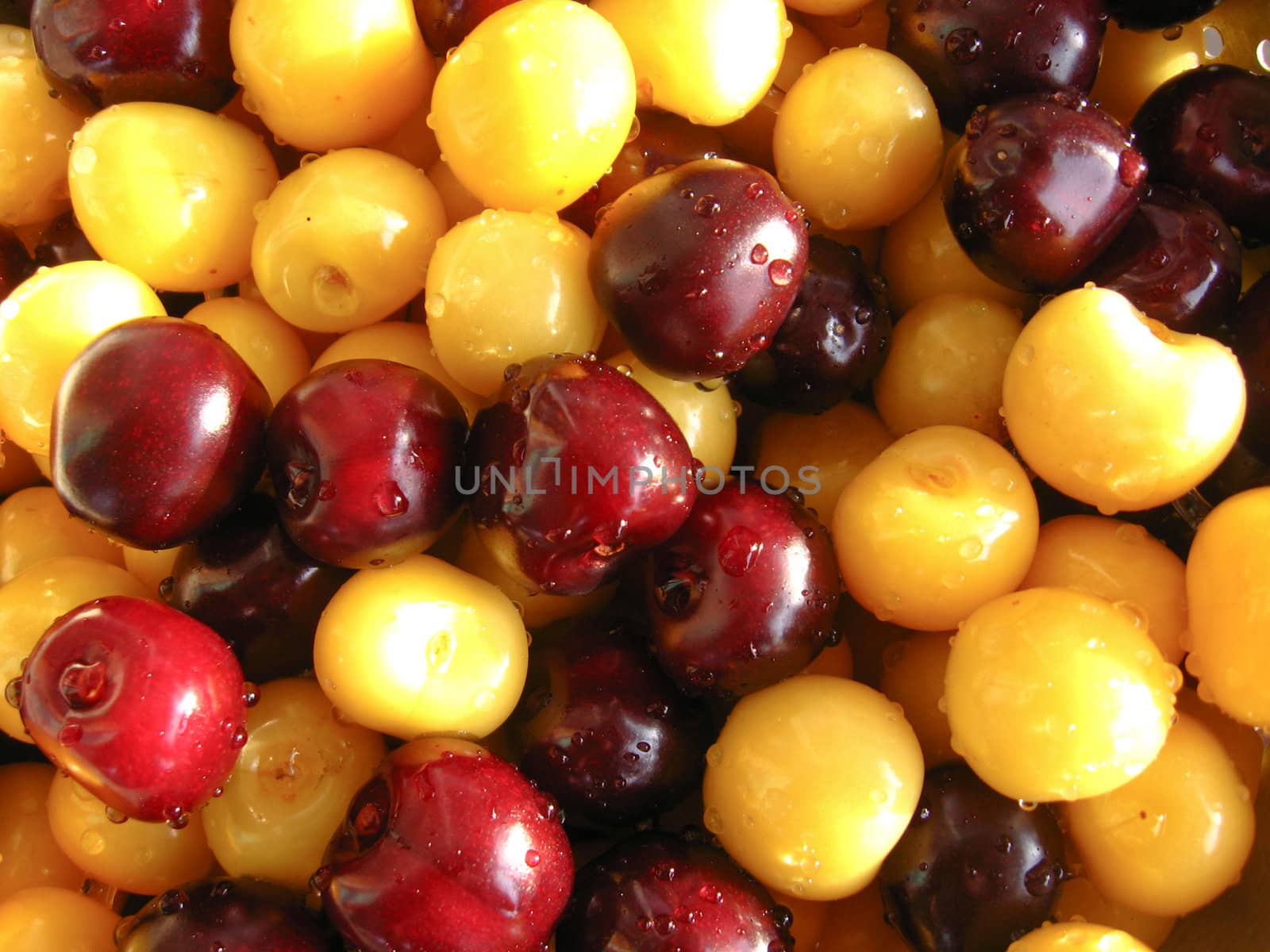 washing cherry blossom and yellow berries of a sweet cherry