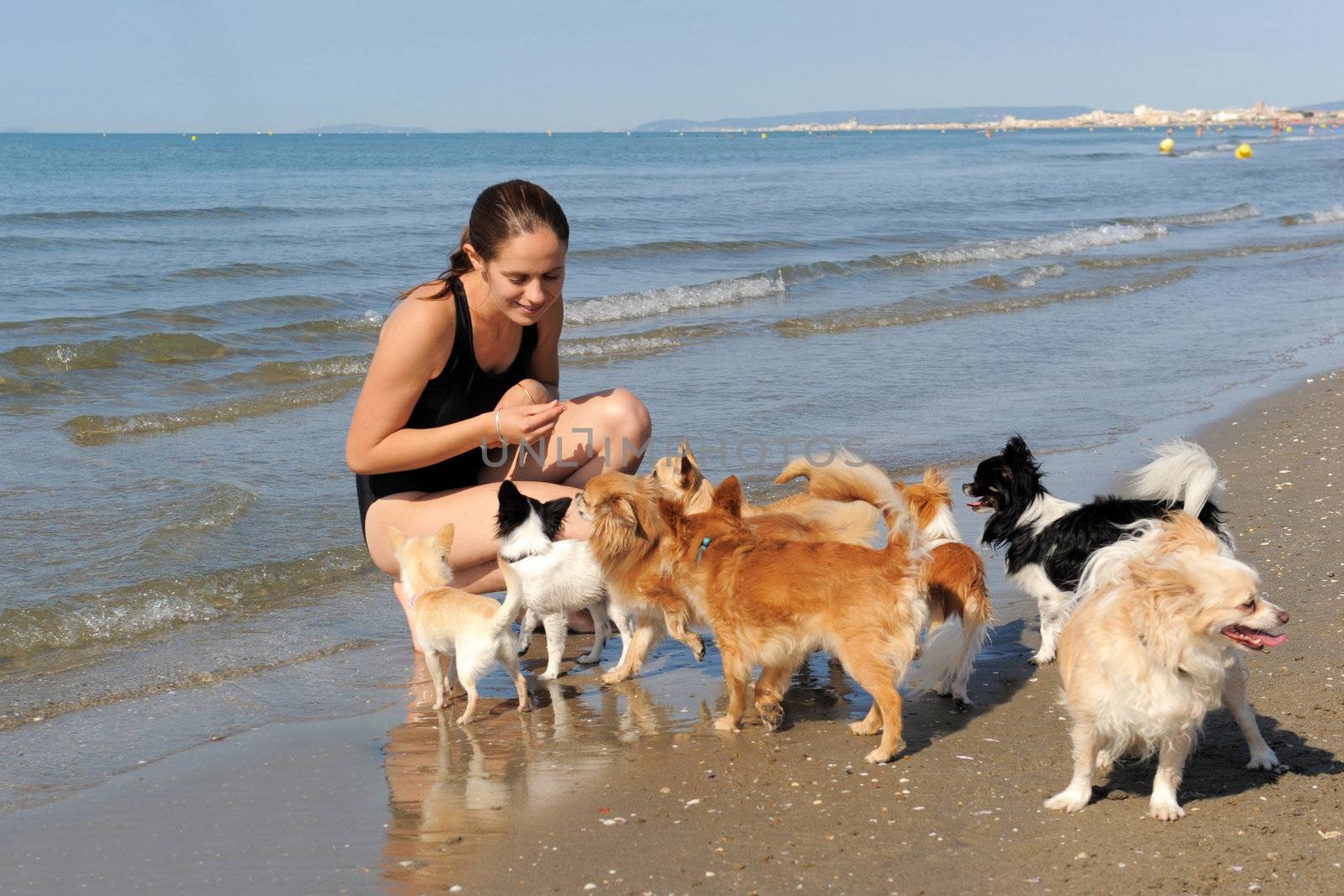 portrait of a cute purebred  chihuahuas and young woman on the beach