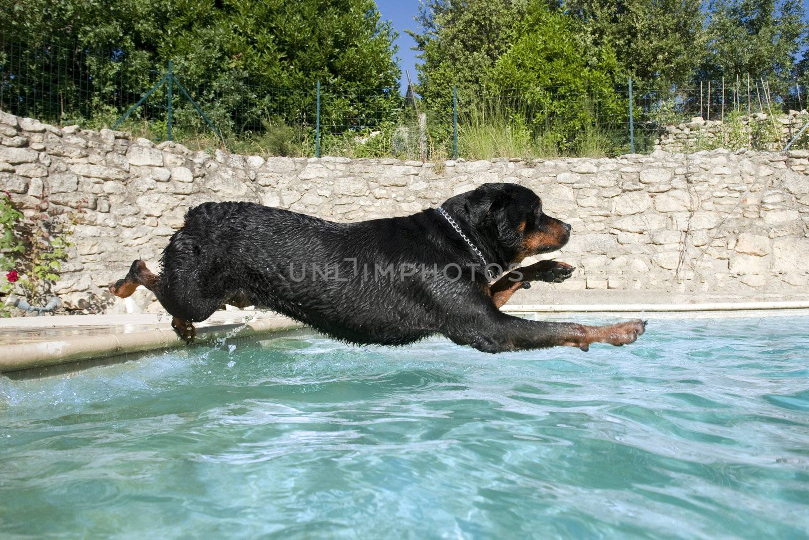 plunging rottweiler by cynoclub